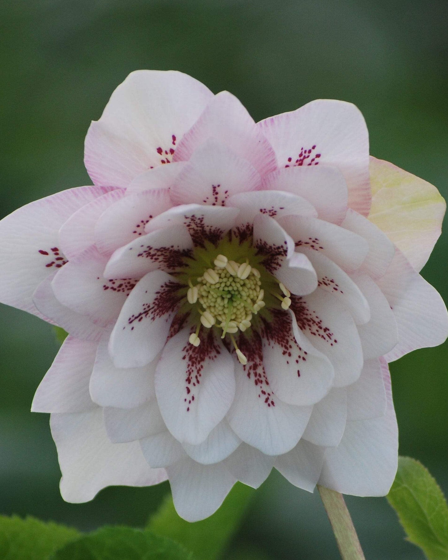 Perennial Farm Marketplace Helleborus x W.J. 'Cotton Candy' (Lenten Rose) Perennial, 1 Quart, Pink Flowers