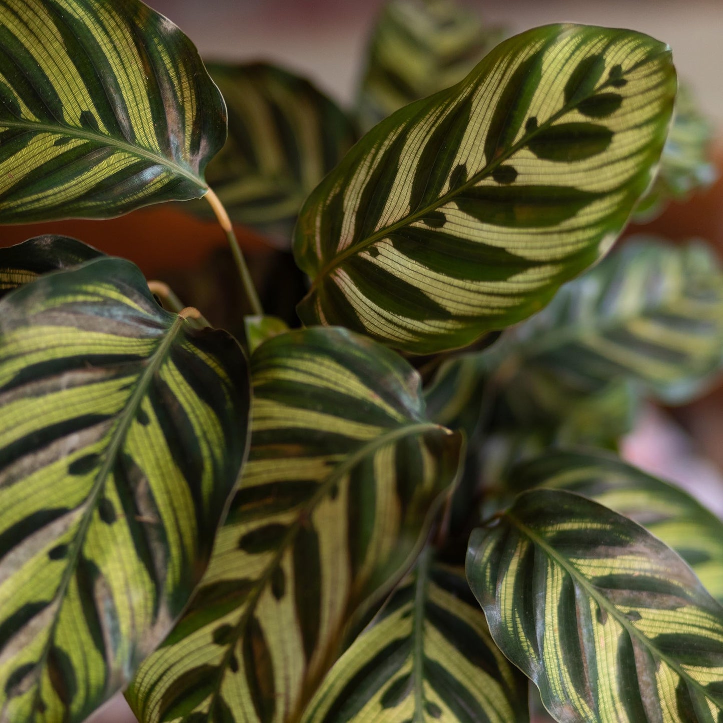 Plants for Pets Calathea Makoyana, Pet Friendly Prayer Decor in 6" White Pot, Live Houseplant Gift, Cat Safe, Decorative Desk House Plants by Plants for Pets