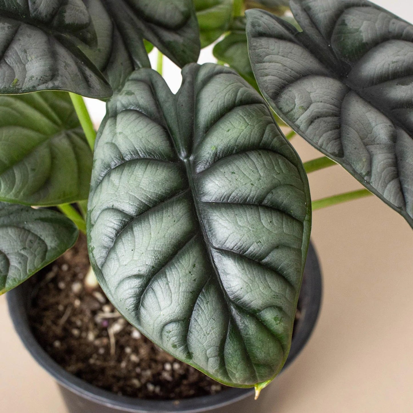 Alocasia Silver Dragon | Live Plant for Indoor & Outdoor | for Living Room, Office, Bathroom | (6" Pot)