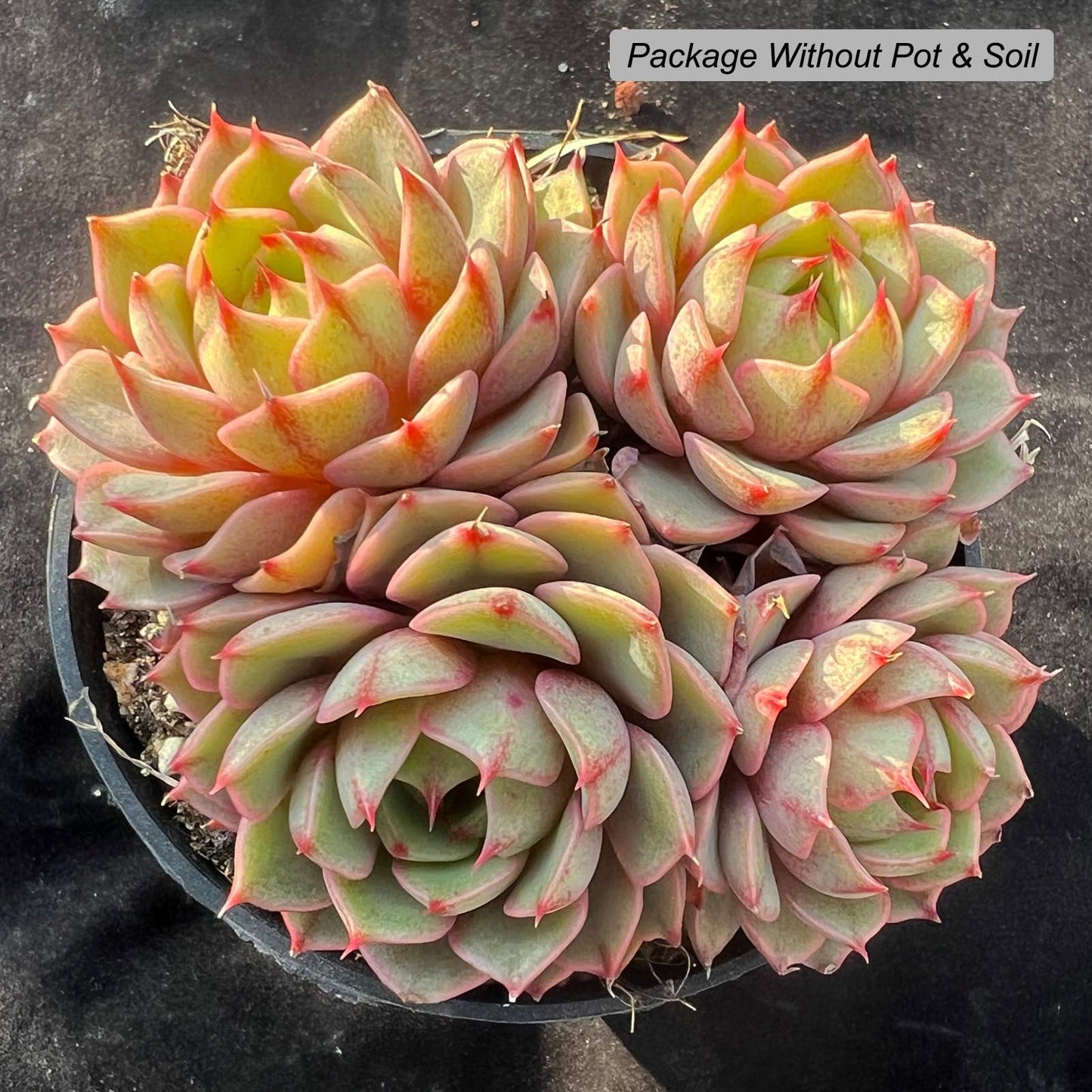 Echeveria Ben Badis Rare Live Succulent Plants, Orange 3-4 Heads 3.5" Live Plant, Package Without Pot & Soil, Garden Indoor Office Desk, Wedding Party Baby Shower Decoration, Friend Plant Lovers Gifts