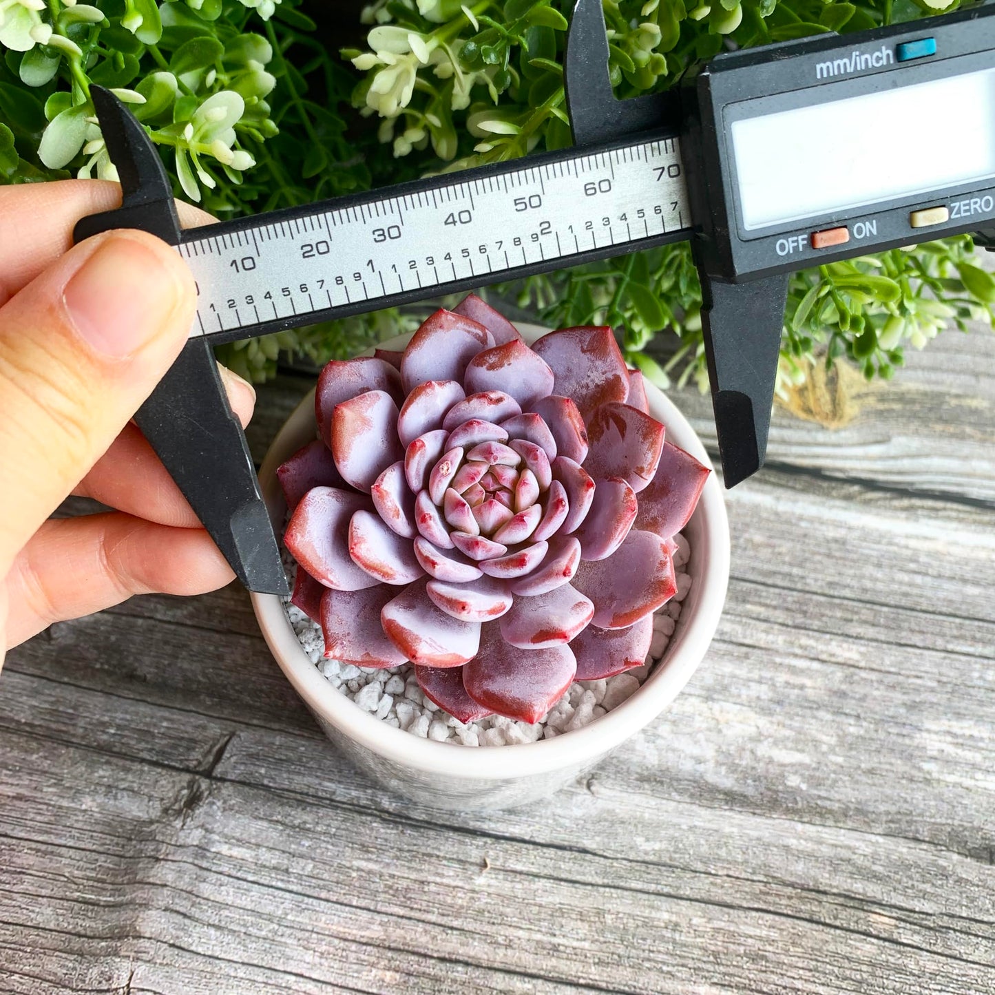 Generic Echeveria Pink Peony Rare Live Succulent Plants, 1 Head 3"" Red, Bare Root Without Pot & Soil, 1/3/7 Pcs, Garden Indoor Office Desk Baby Shower Decoration, Friend Plant Lovers Gifts
