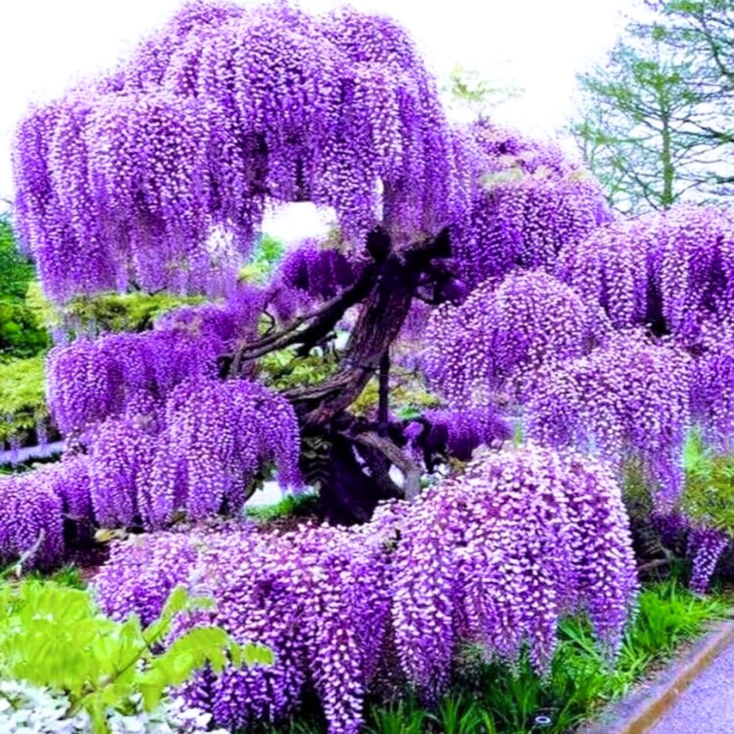 Purple Wisteria Tree Live Plant 6-12 Inc Height, Purple Wisteria Plant Live, Wisteria Vine Live Plant, Fragrant Flowers, in Pot
