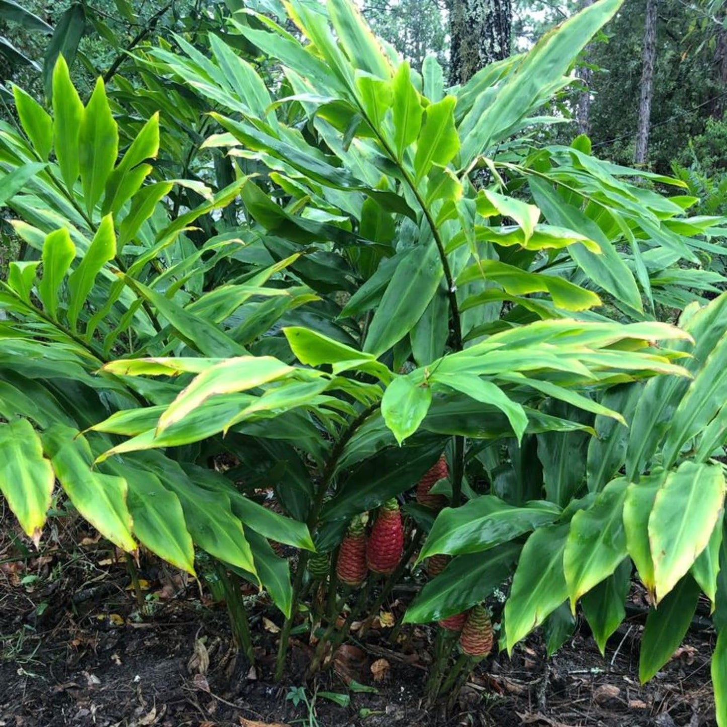 3 Shampoo Ginger Rhizomes for Planting, Live Awapuhi Shampoo Ginger Roots to Grow, Zingiber Zerumbet Fresh Ginger Plant Live