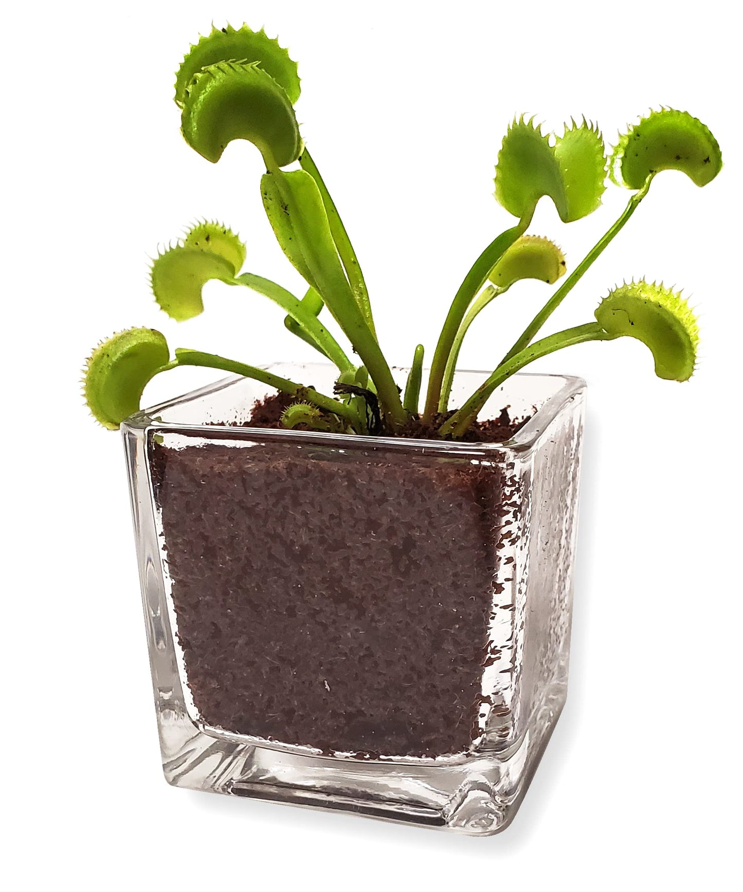 Venus Fly Trap Live Plant with 2.5" Classy Glass Cube Pot - Carnivorous Insect-Eating Plant - Carnivorous Plants Soil and Live Venus Flytrap