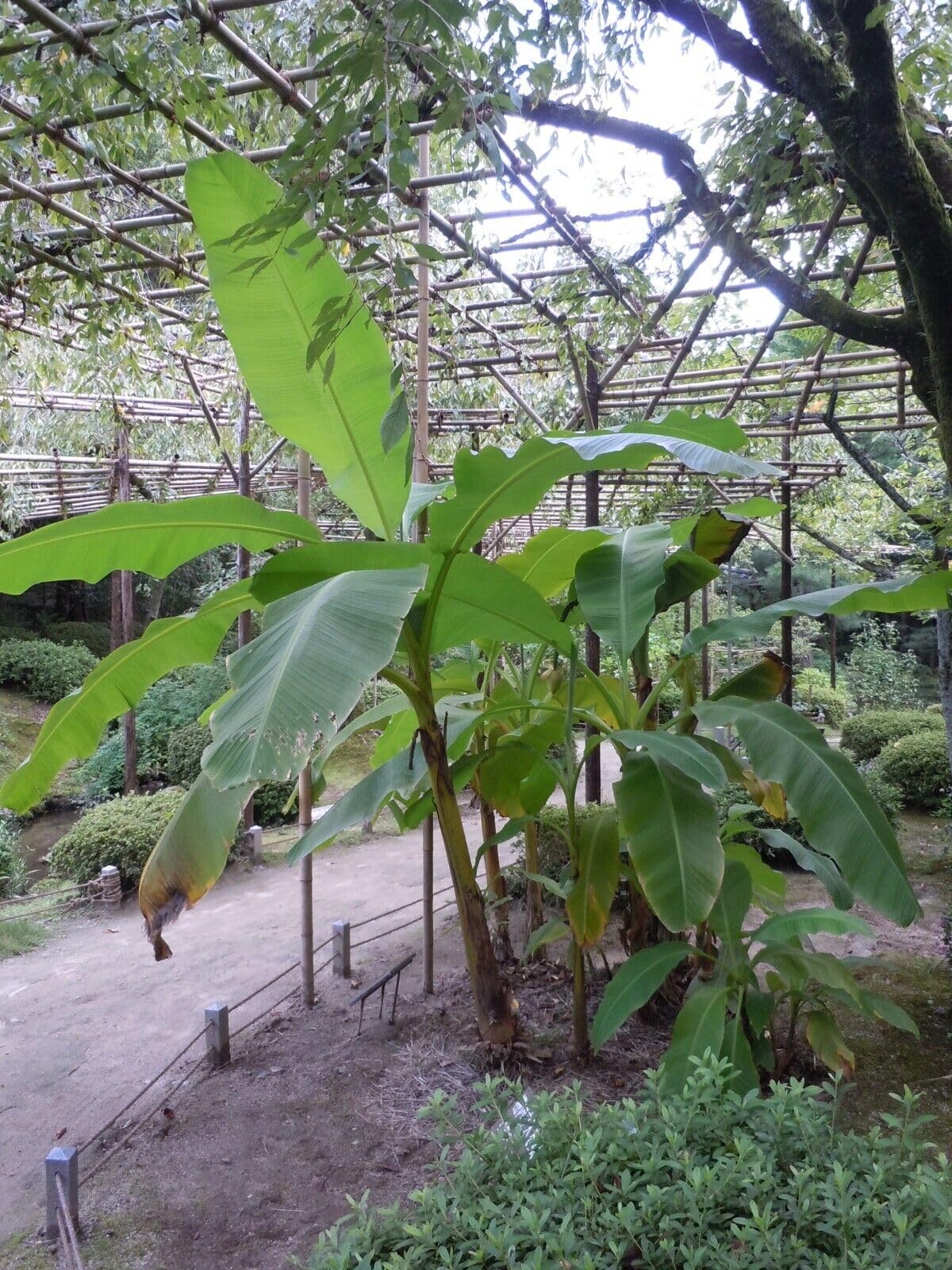 Live Plant - Musa - Basjoo Banana - Banana Tree - Cold Hardy Variety to 10 °F - 8 to 10" Tall