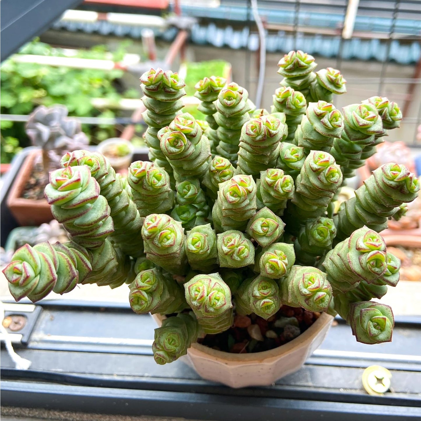 Sprout N Green 4" String of Buttons, Live Crassula 'Baby's Necklace' Trailing Succulent Rooted in Pot, Houseplant for Home Office Hanging Decoration, DIY Projects, Party Favor, Keep Away from Pets