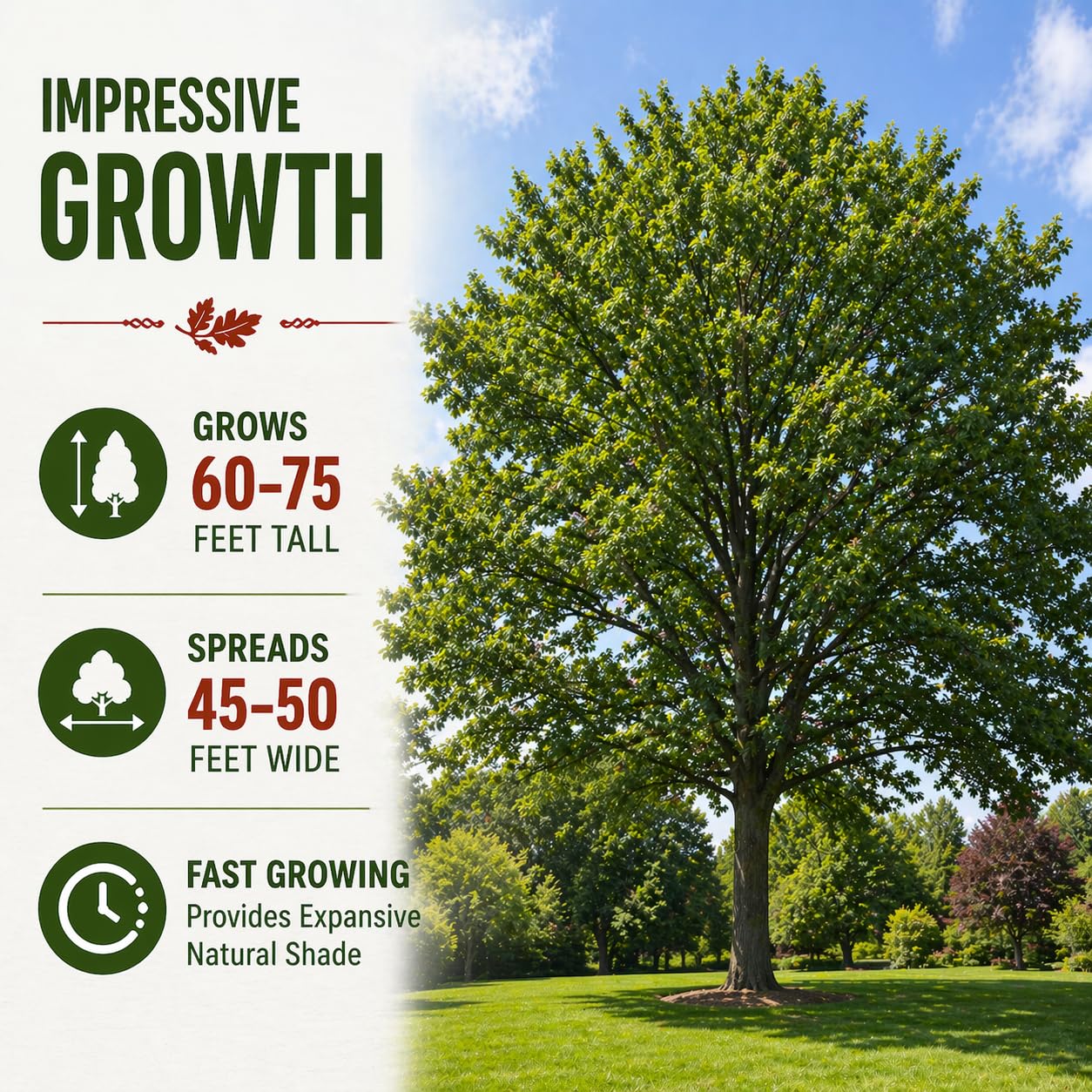 Live Red Oak Tree Seedlings for Planting (Quercus rubra) – Grow Your Own Fast Growing Shade Trees – Hardy Outdoor Landscape Trees – No Shipping to California