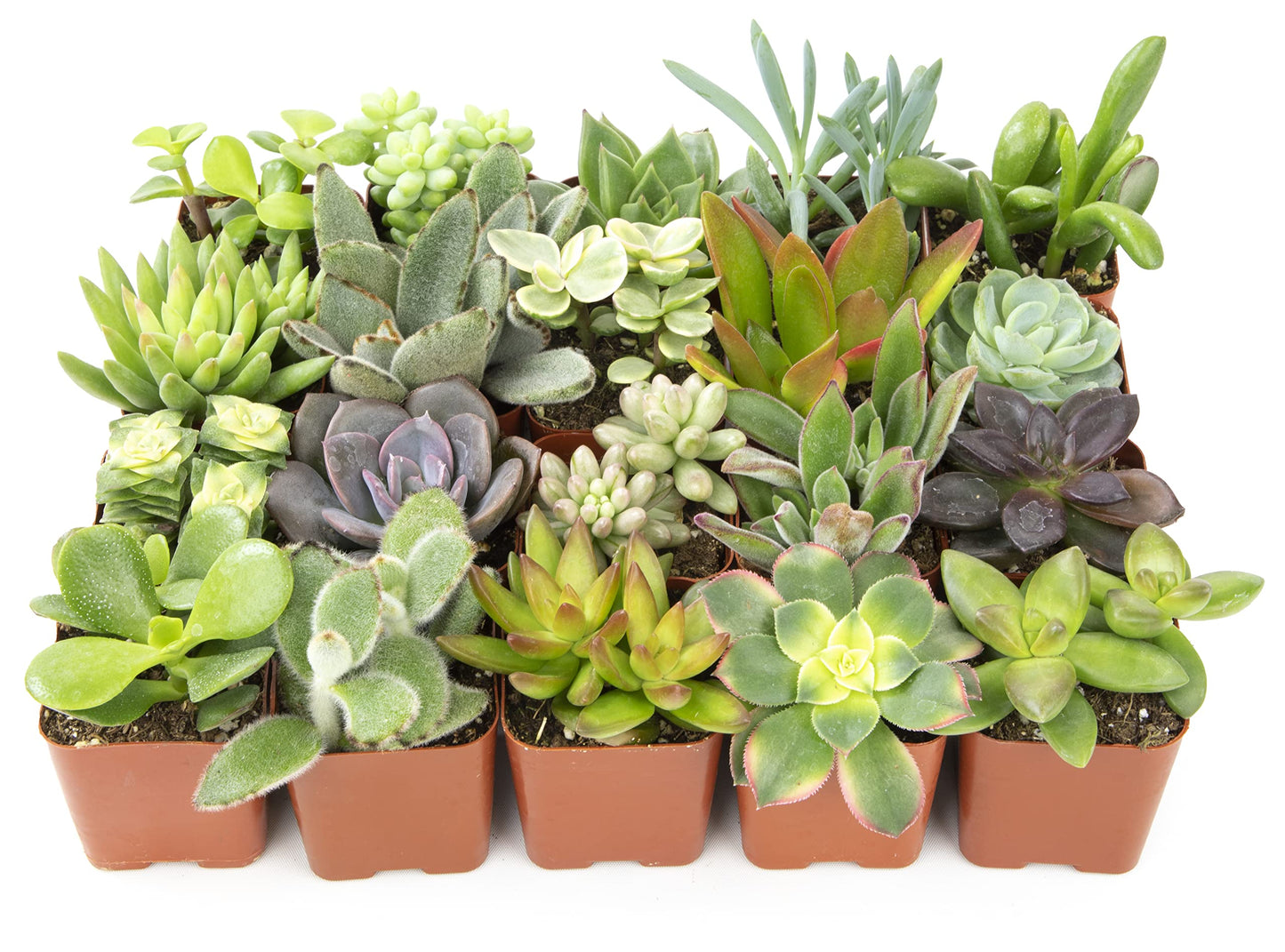Plants for Pets Easy to Grow Houseplants (12 Pack) & Altman Plants Live Succulent Plants (20 Pack) - Indoor Plants in Plant Pots