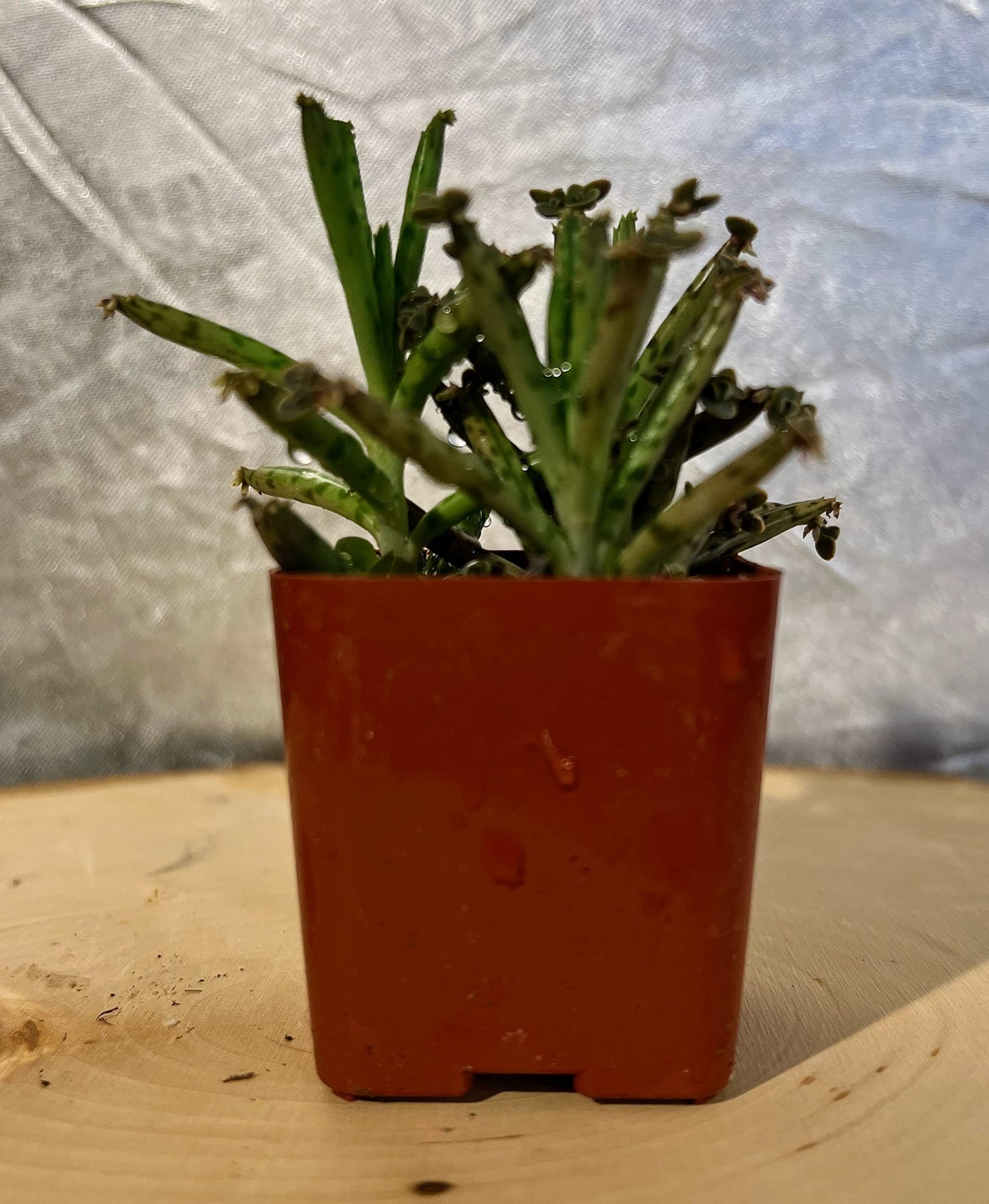 Live Mother of Millions Chandelier Kalanchoe Tubiflora Plant Well-Rooted in 2 inch Pot