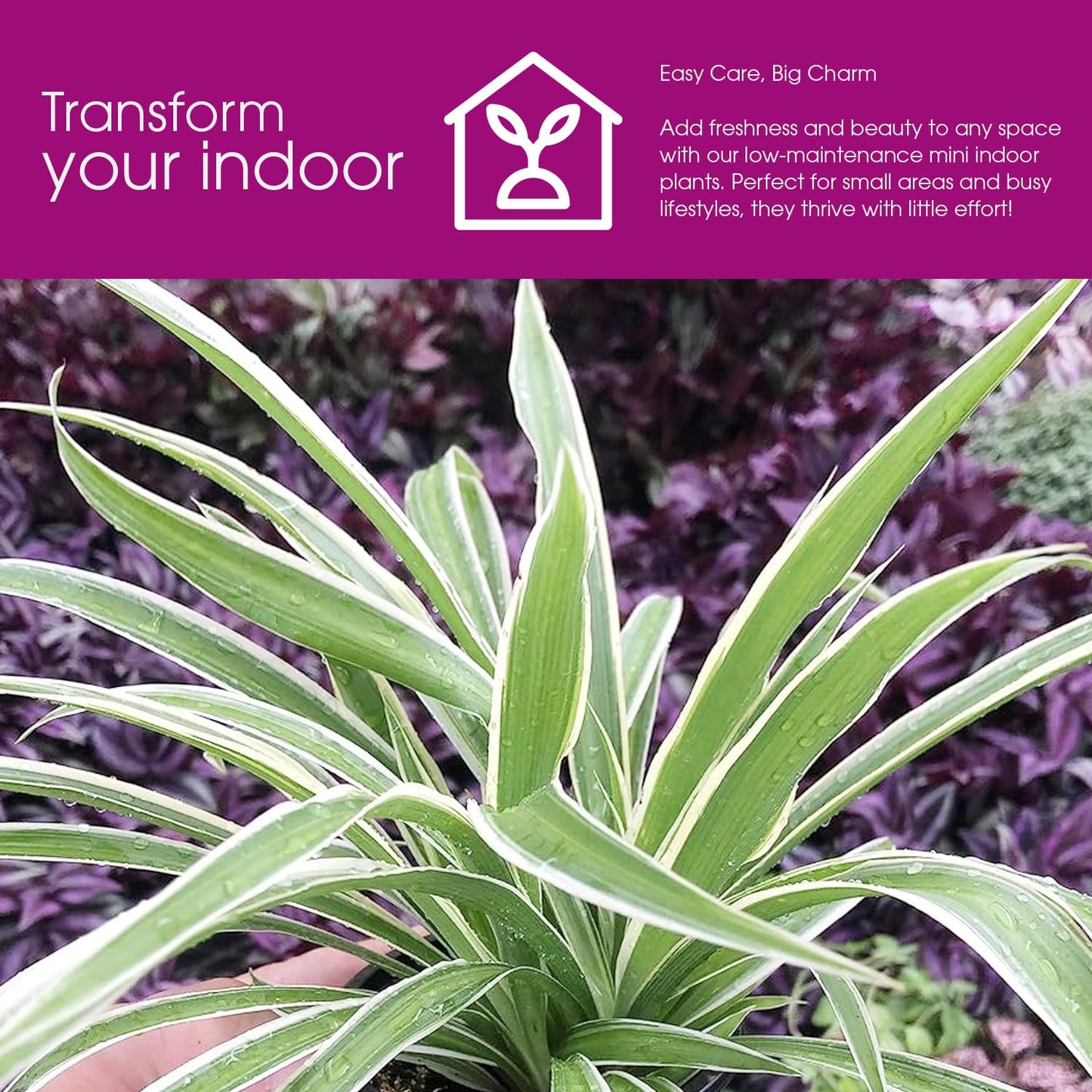 Variegated Spider Plant 'Airplane' - Air-Purifying, Low Maintenance, Thrives in Home & Office - Perfect for Plant Enthusiasts - Live houseplant in Potting Soil