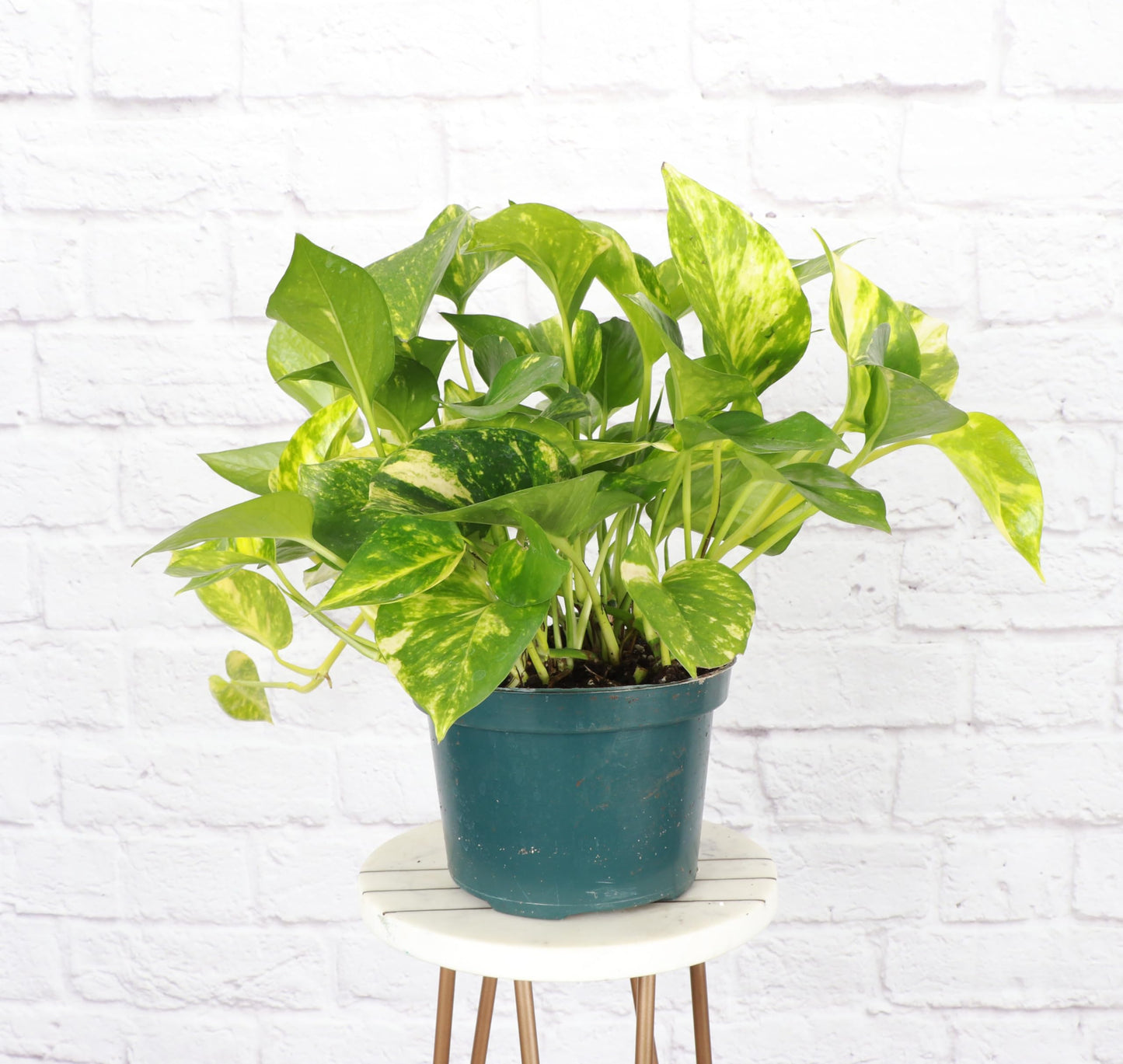 Thorsen's Greenhouse Golden Pothos, Live Indoor Vining Plant, Easy to Grow, Variegated Houseplant, Natural Air Purifier (Nursery Pot, 6-inch Pot)