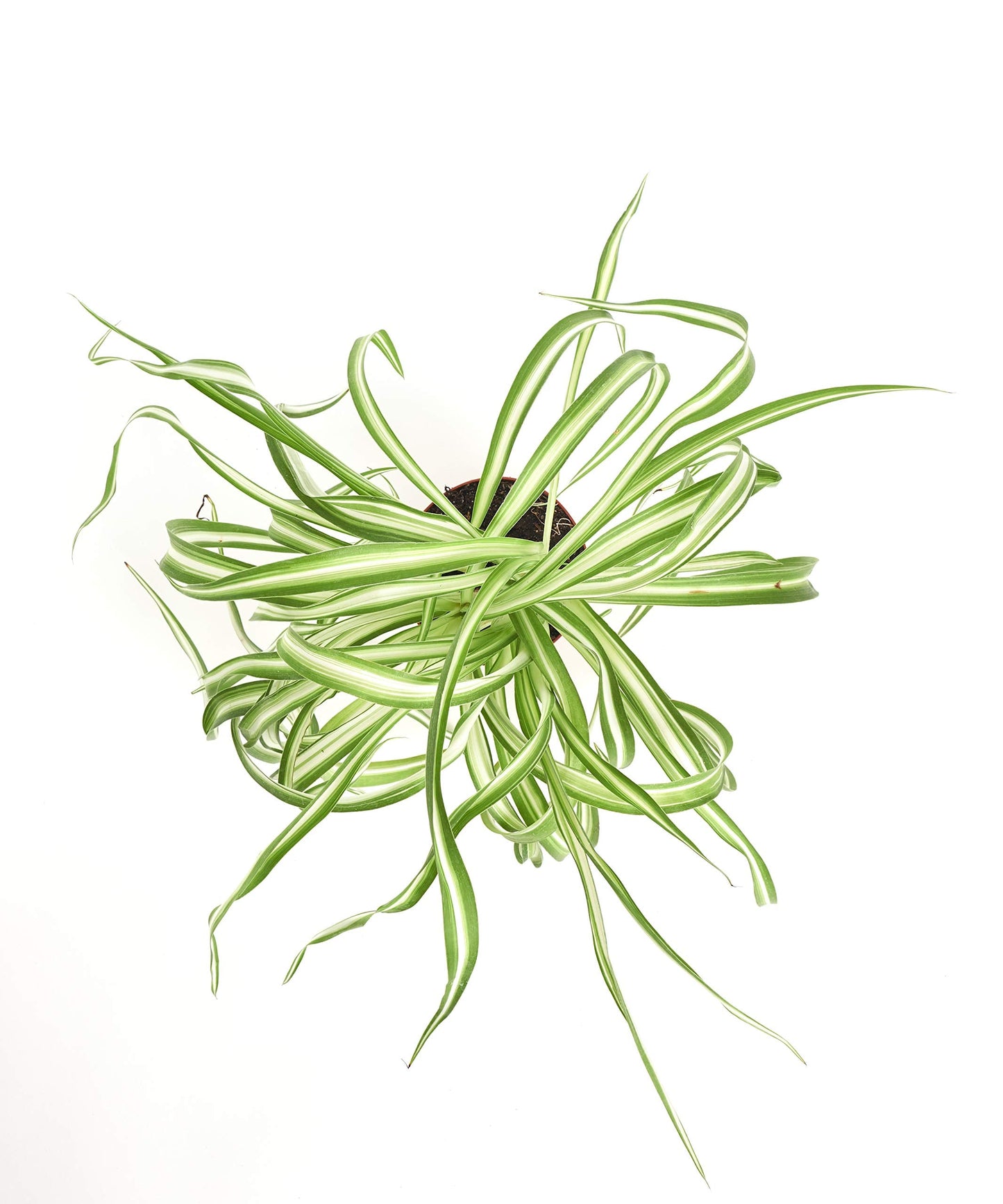 Shop Succulents | 'Bonnie' Curly Spider Plant, Naturally Air Purifying House Plant in 4" Pot, Easy Care, Live Indoor House Plant