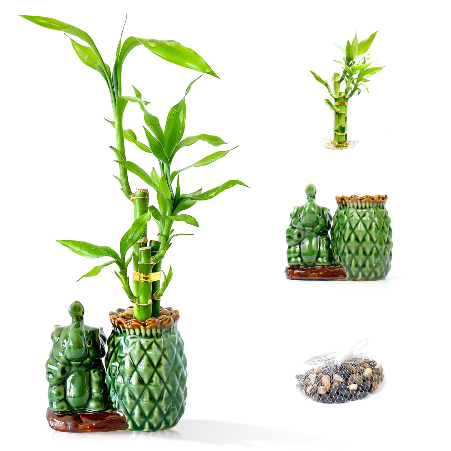 Yagaliga Lucky Bamboo 3-Stalk Set with Pebbles in Elephant Pineapple Pot – 6'' 6'' 8'' Live Houseplant for Good Fortune
