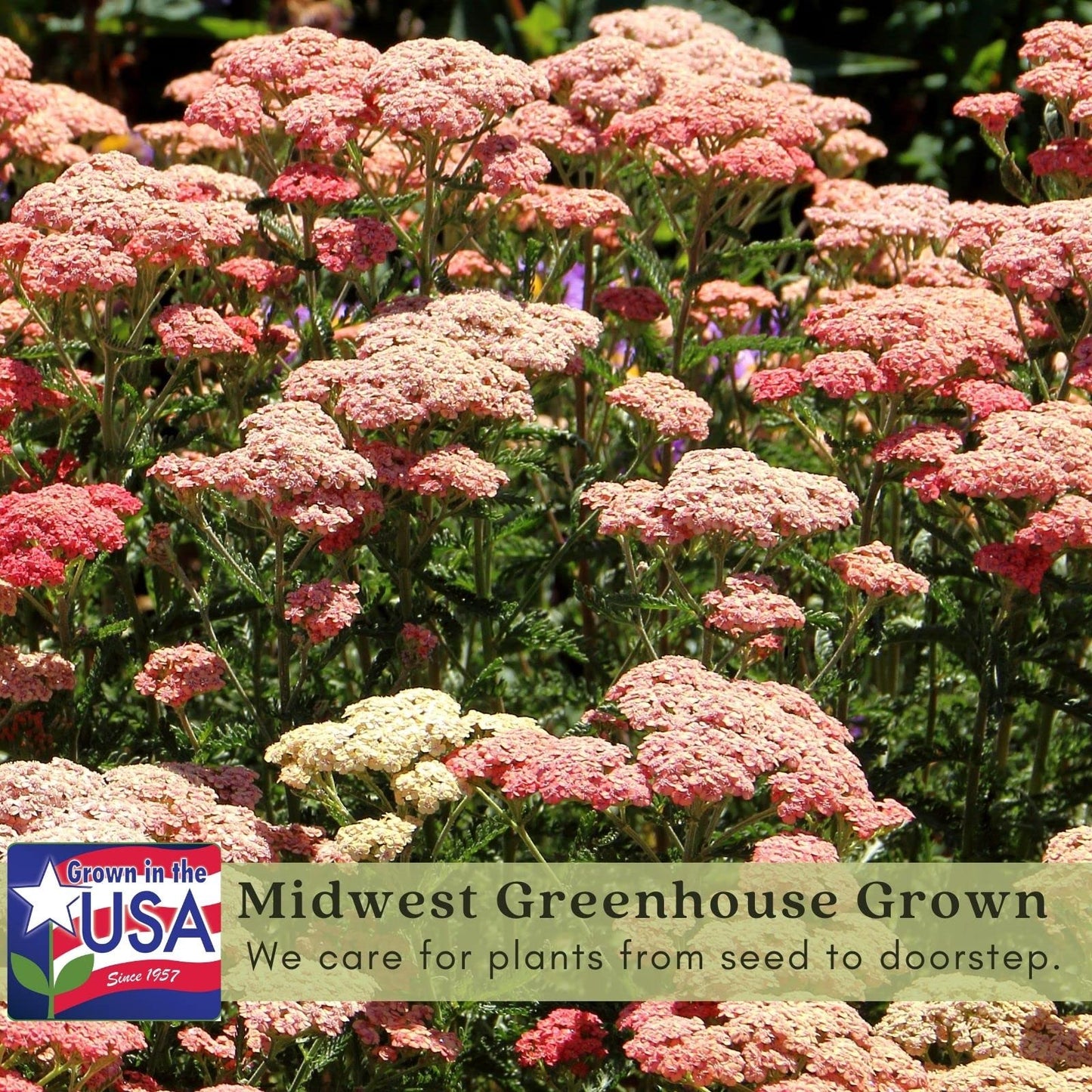 Clovers Garden Yarrow Summer Pastels (Achillea) Plant Plants – Two (2) Live Plants – Non-GMO - Not Seeds - Each 4" to 8" Tall – in 4" Inch Pots – Hardy Flowering Perennial, Pollinator Favorite