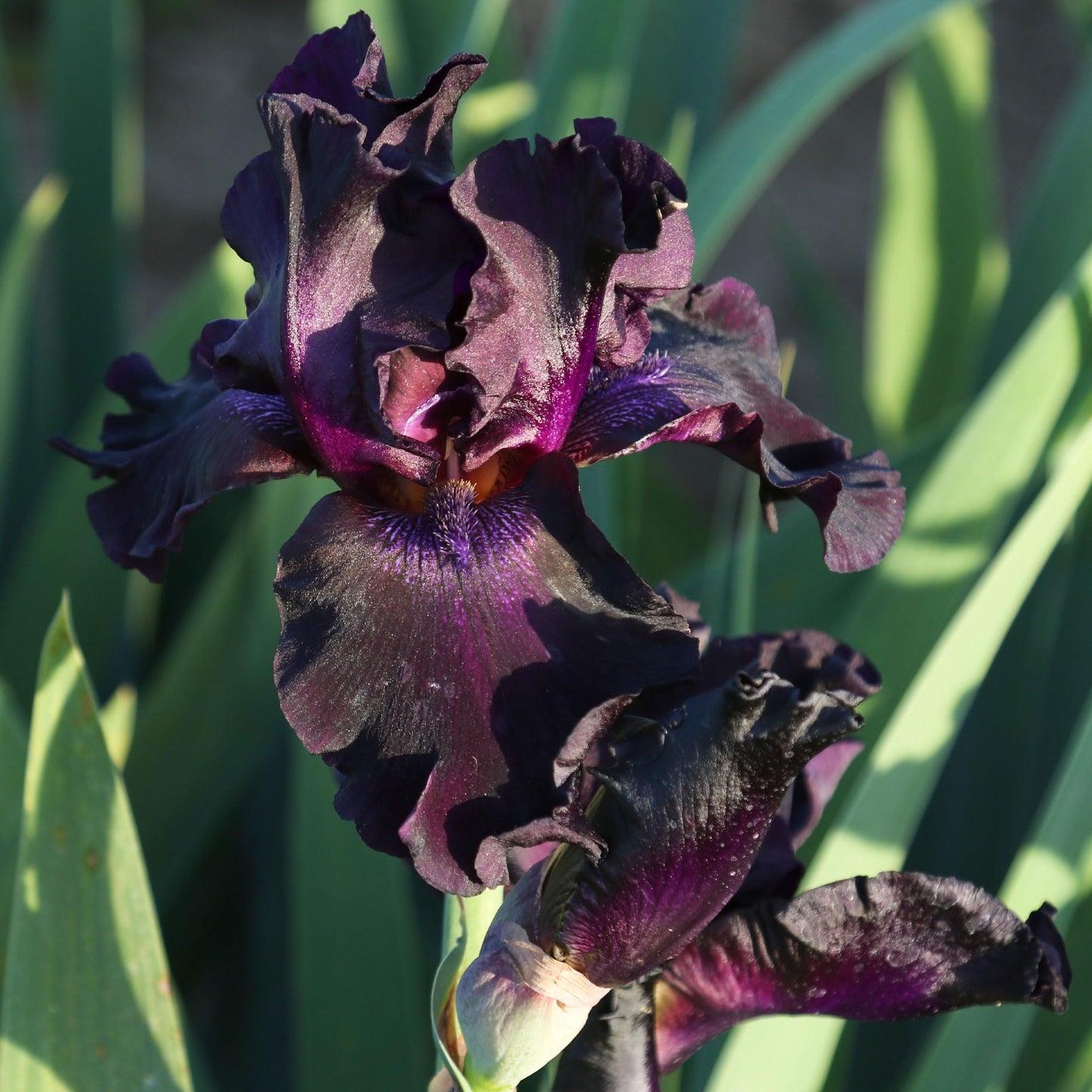 Superstition Bearded Iris Plant Potted, Dark Purple and Black Flowers, Hardy Perennial, Stargazer Perennials