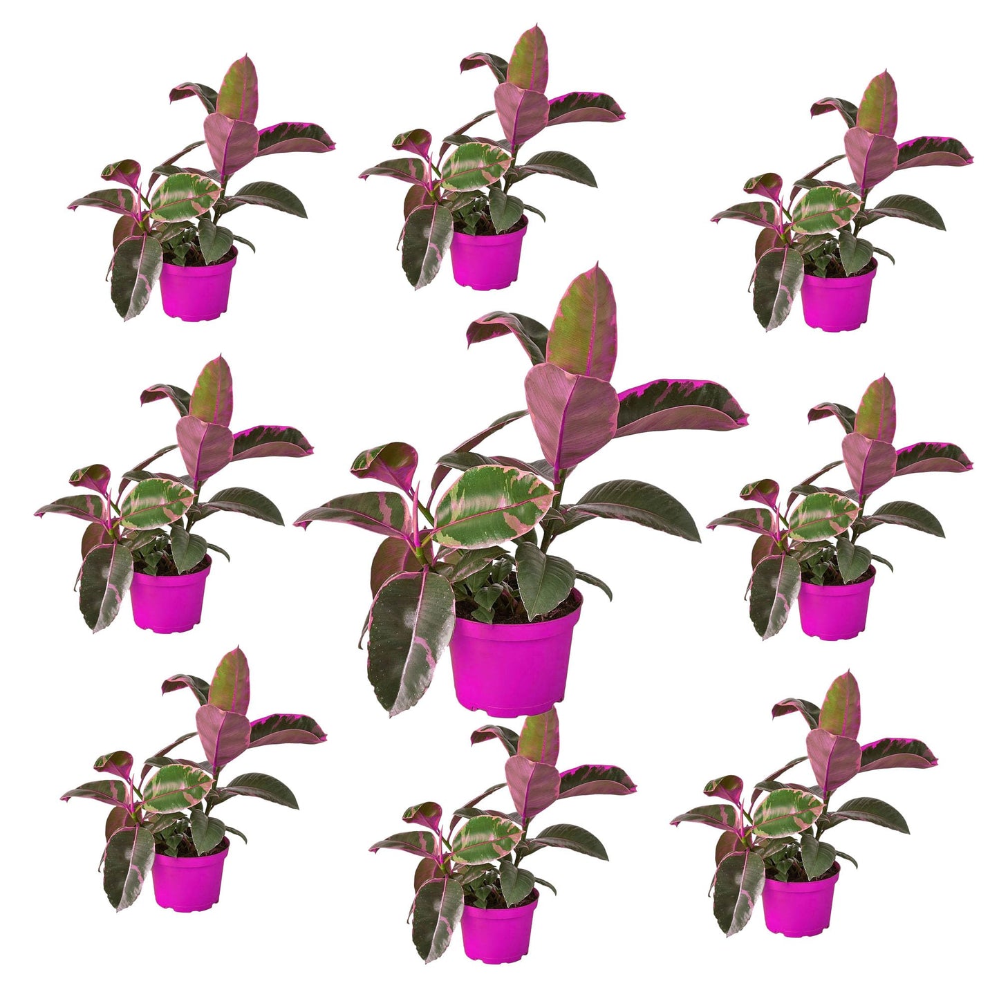 9 Pack Ficus Elastica 'Ruby Pink' in 4in Pot - Live Plants Tropical Houseplants | Variegated | USA Growers | The Snobby Leaf
