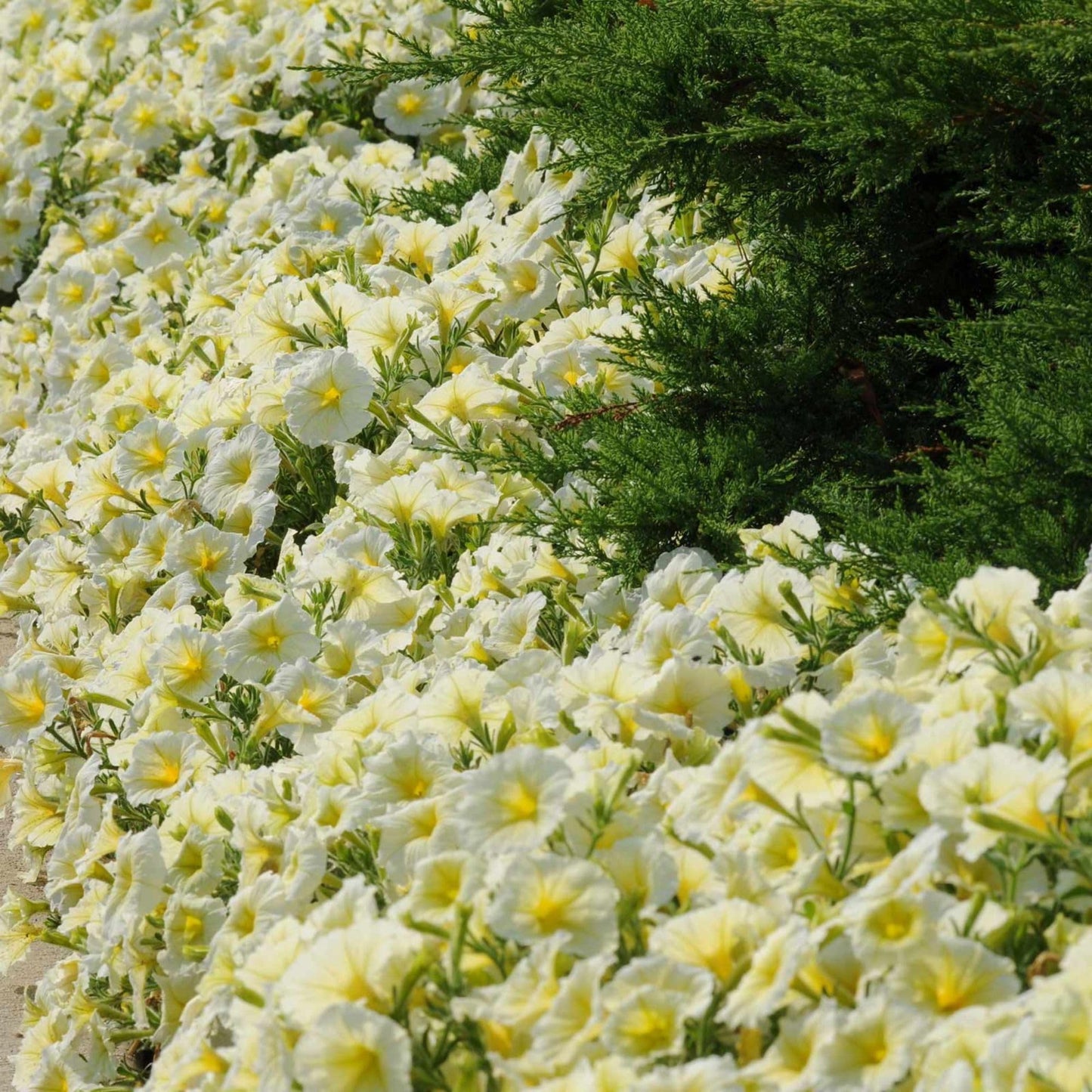Madness Series Petunia Yellow ~100 Seeds – Petunia x hybrida – Pelleted Annual Flower – 10–15" Mounded Plants – 3" Blooms in 20+ Colors – Easy to Grow – 98–105 Days – Non-GMO