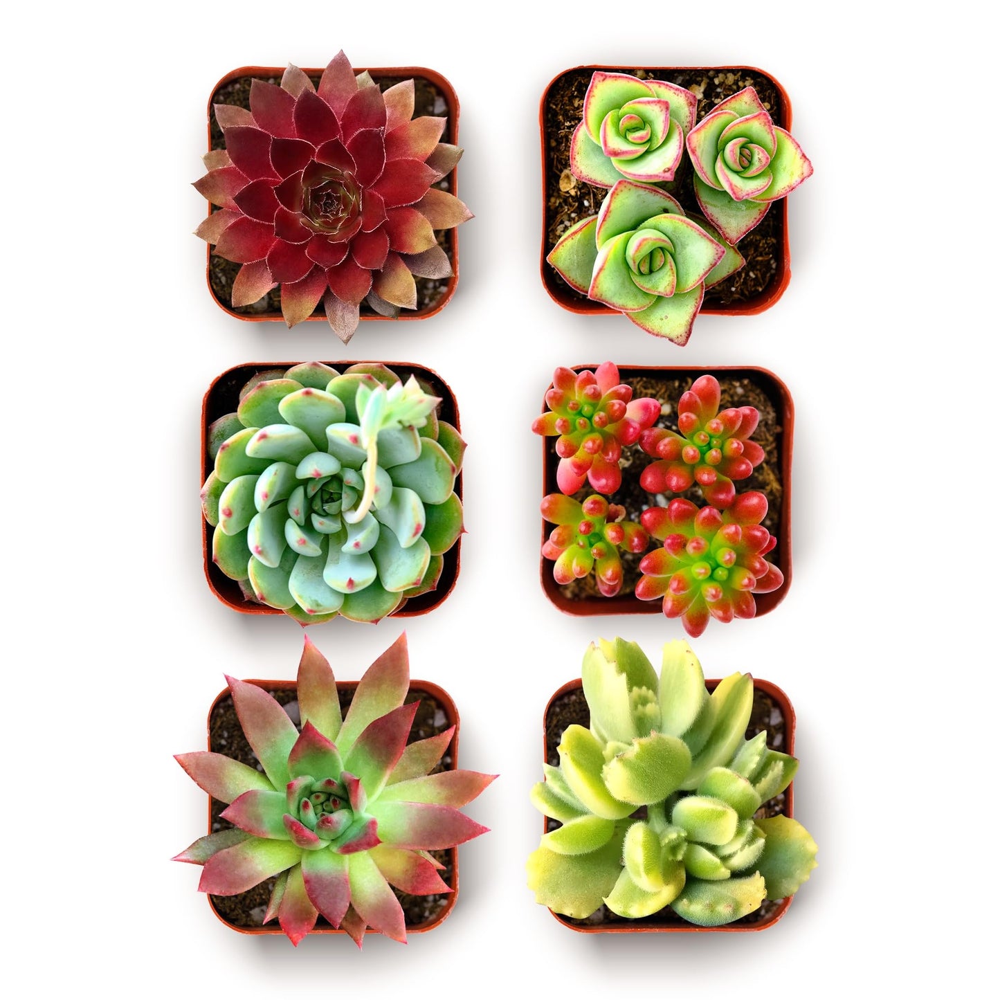 Shop Succulents Spring Beauties Bulk Succulent Plant Pack – Live Mini Succulent Plants, Bright Colorful Mix, Easy Care Houseplants – Gardening, Terrariums, Gifts & Party Favors, 2" Pots
