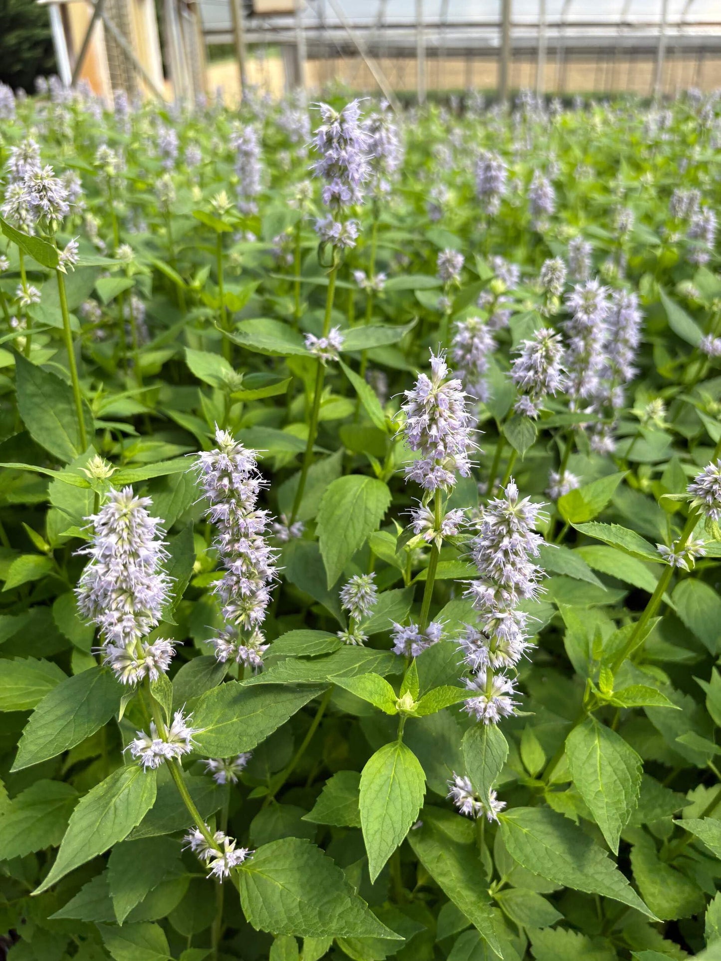 Perennial Farm Marketplace Agastache x 'Blue Fortune' (Mexican Hyssop) Perennial, Size-#1 Container, Violet Flowers