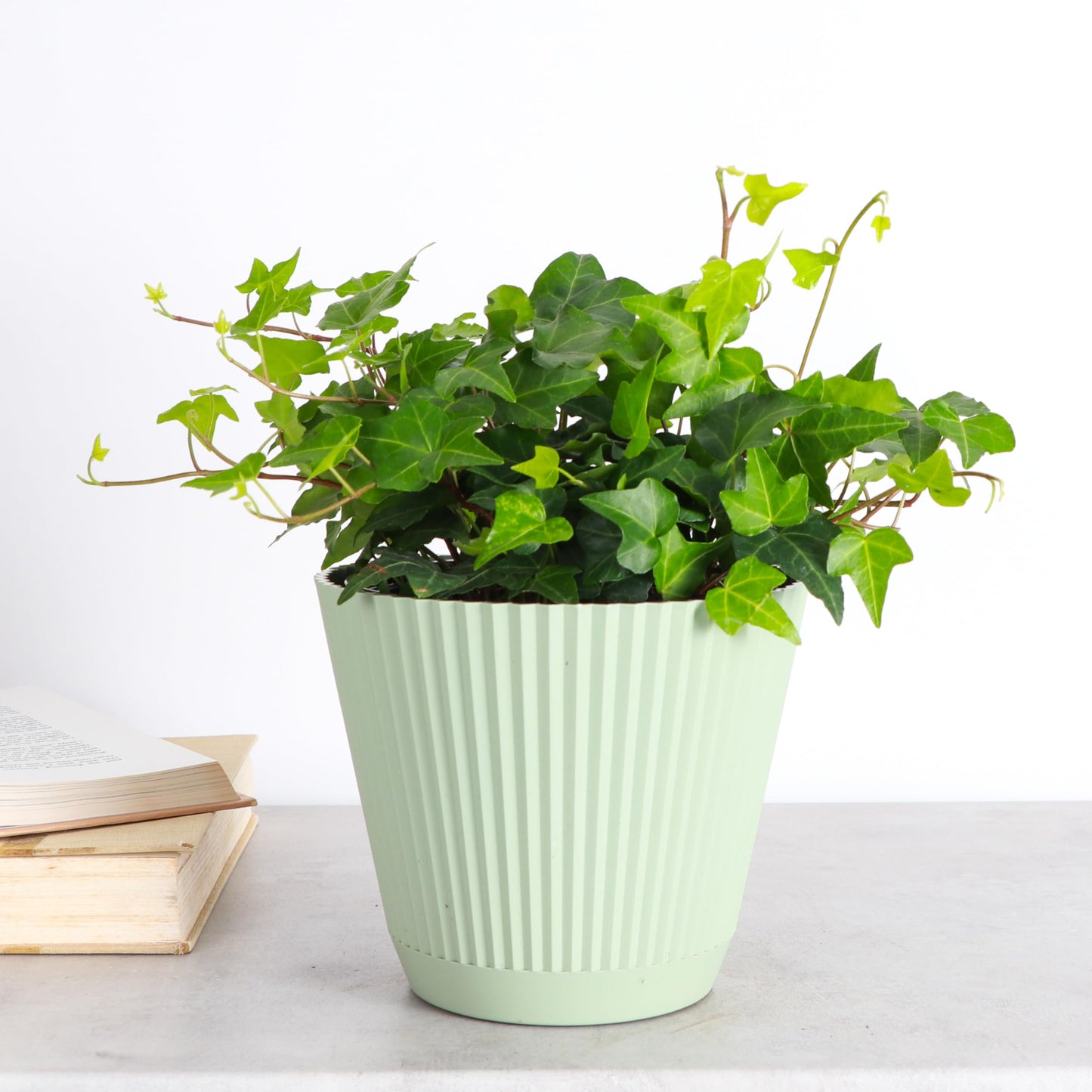 Thorsen's Greenhouse Live Green English Ivy Plant, Hedera Helix, Natural Air Purifier, Easy to Grow, Live Indoor Houseplant, (Sage - 6" Pot)