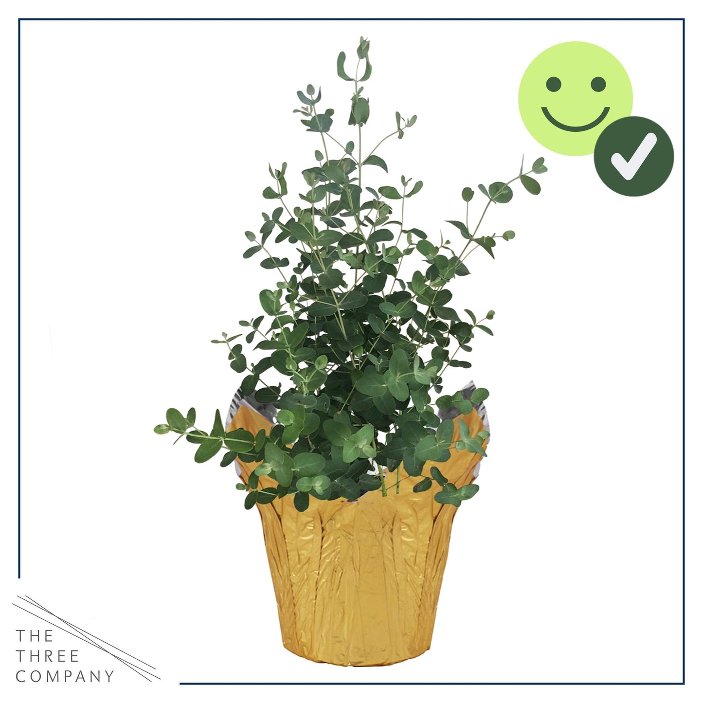 Live Aromatic and Healthy Herb - Eucalyptus, Improves Air Quality, Wrapped in Deco Cover, 14" Tall by 6" Wide in 1.25 Quart Pot