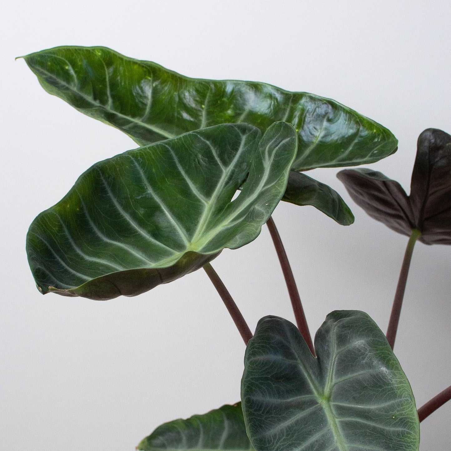 Alocasia Pink Dragon | Live Plant for Indoor & Outdoor | for Living Room, Office, Bathroom | (6" Pot)