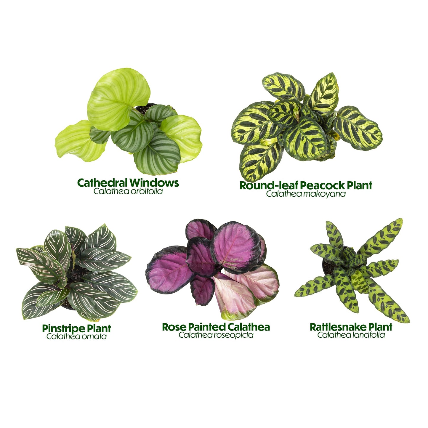 Live Calathea Houseplant (4 Pack), Pet Safe Plants for Cats & Dogs, Makoyana, Rattlesnake, Roseopicta, Air Purifying Indoor Plant Mix, Freddie, Orbifolia, Prayer Plants, Real Calatheas, 4.25 in. Pots