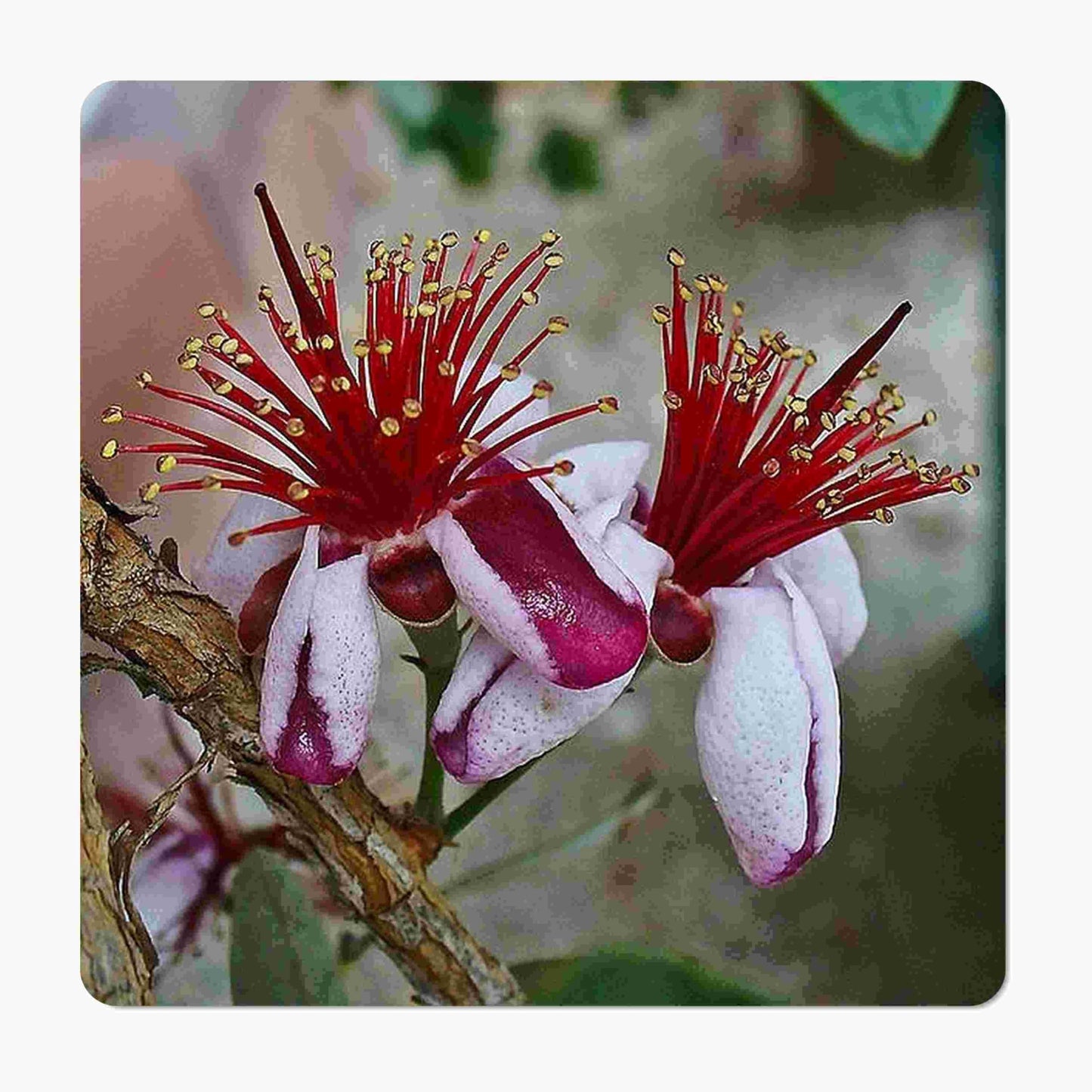 Fejoa Pineapple Guava Silver Leaf - Live Fruit Plant - Edible Landscape - ACCA sellowianna - White Flower - Emerald Goddess Gardens - Starter Sz 4 Inch Pot