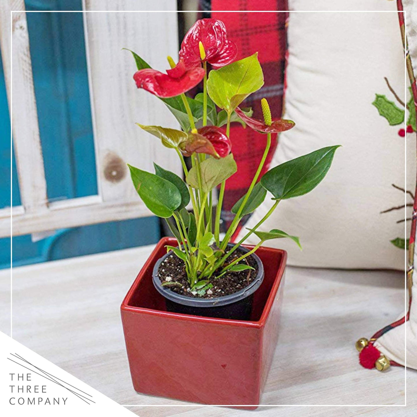 4.5'' Anthurium - 3 Per Pack