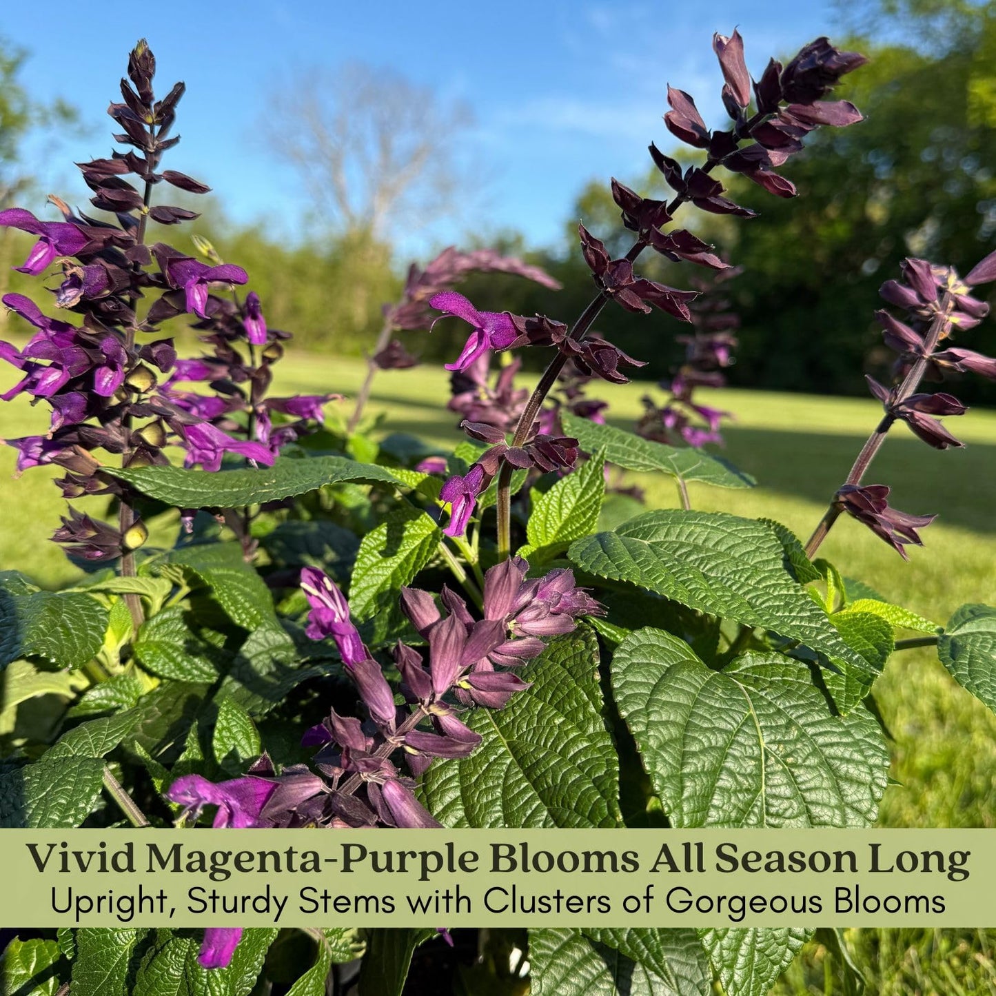 Clovers Garden Salvia Purple and Bloom Plants - Two (2) Live Plants – Non-GMO - Not Seeds - Each 4" to 8" Tall – in 4" Inch Pots - Pollinator Magnet, Heat Tolerant, Low Maintenance
