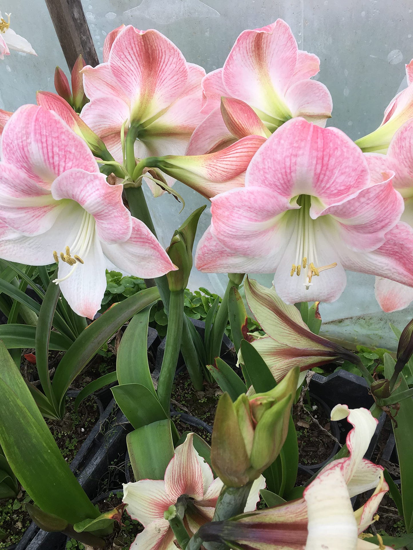 2 Amaryllis Apple Blossom Huge Bulb 28-36cm! Great Holiday Gift! Easy Grow Bulbs!