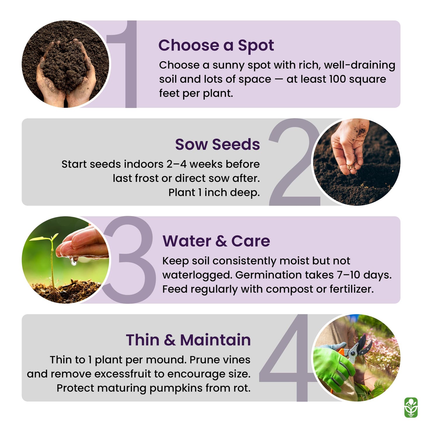 Giant Pumpkin Seeds for Planting – 10 Dill’s Atlantic Seeds for Record-Breaking Pumpkins! – Vegetables for Outdoor Planting – Grown in The USA