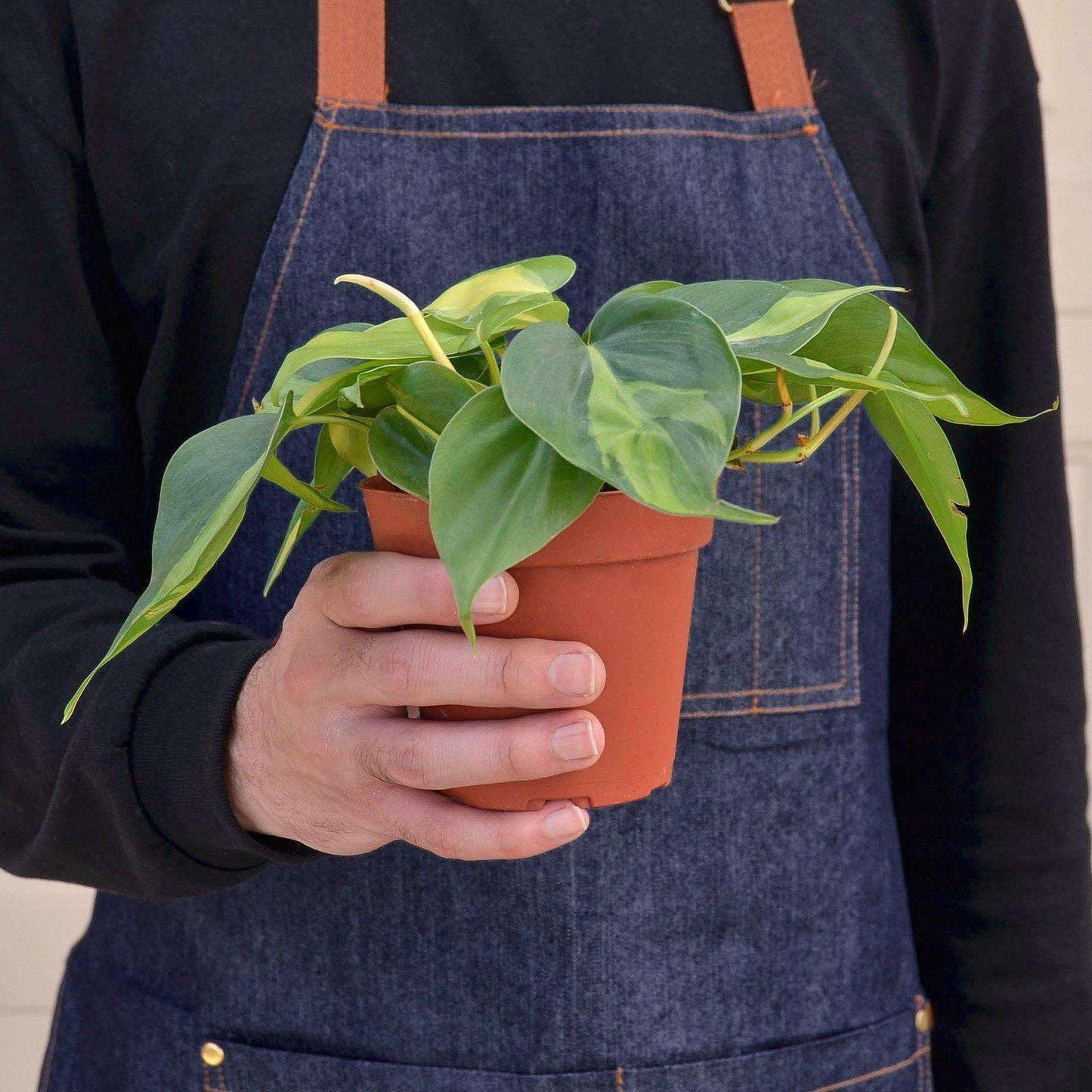 Philodendron Hederaceum Brasil Live Plant for Indoor | Different Houseplants in 3'' Pot | Real House Plant for Living Room, Office, Desk & Bathroom | Cordatum Brasil Cordatum