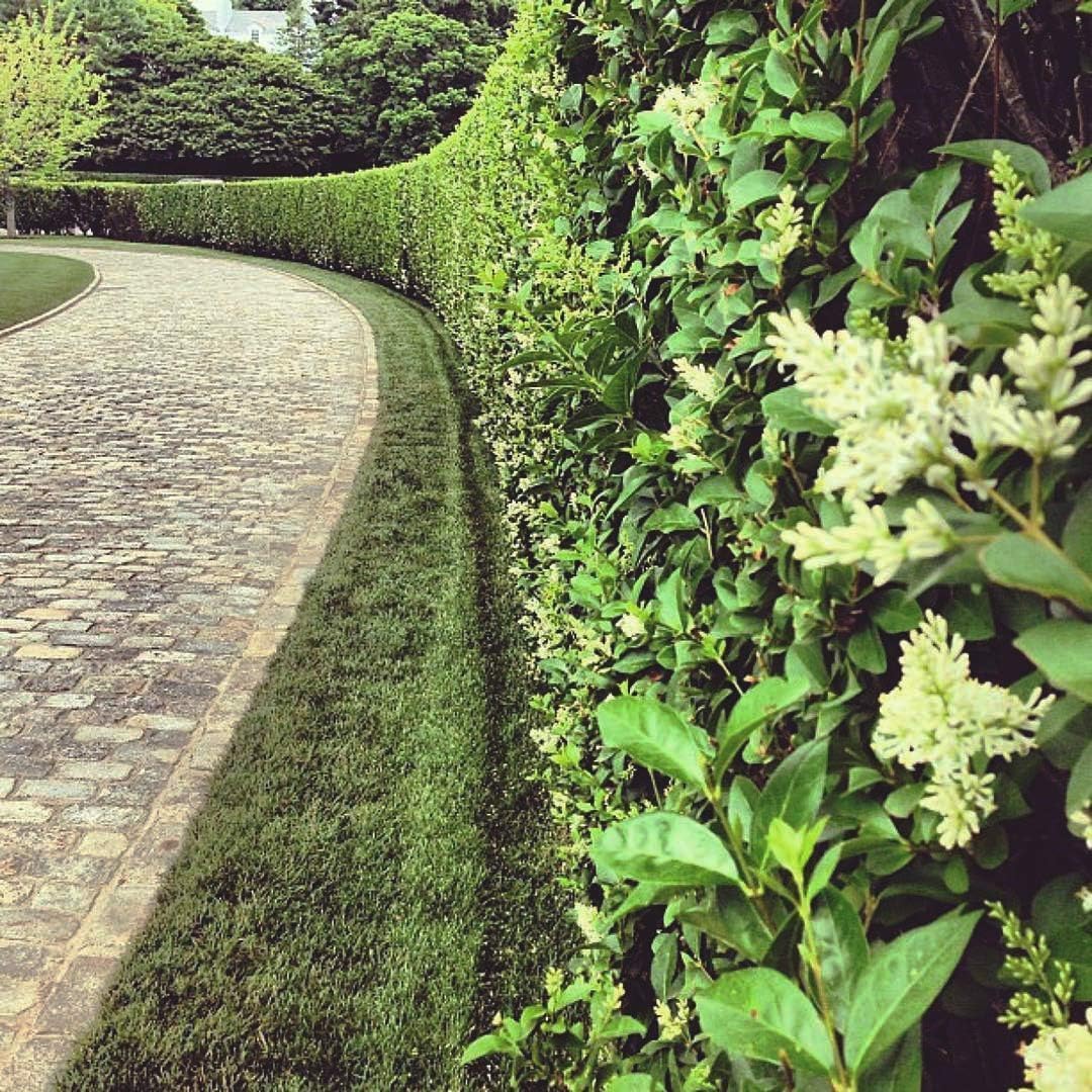 Curled Leaf Privet | 1 Live Quart Size Plant | Ligustrum Japonicum Recurvifolium, Evergreen Flowering Privacy Hedge, Ornamental Shrub for Lush Landscapes