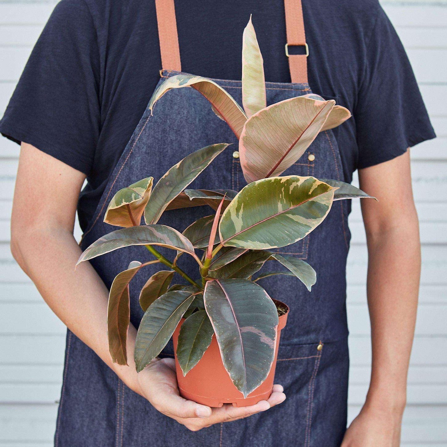 Ficus Elastica 'Ruby Pink' Live Plant for Indoor | Different Houseplants in 4'' & 6'' Pot | Real House Plant for Living Room, Office, Desk & Bathroom | Variegated Rubber Tree