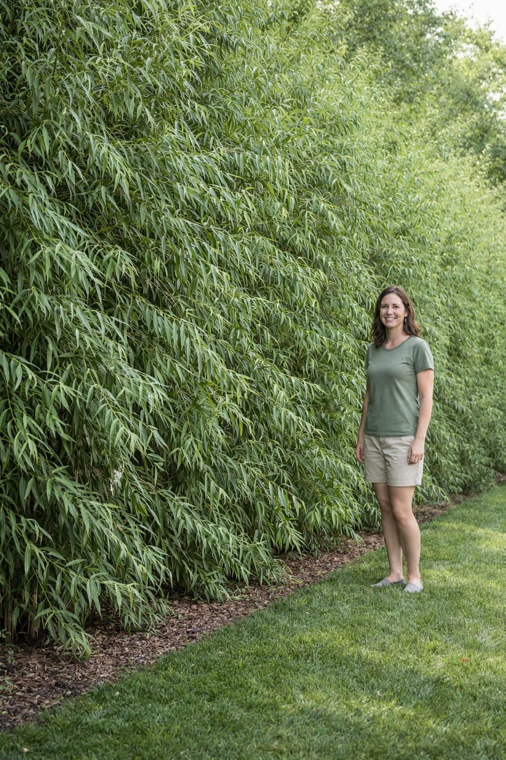 Green Wall Willow Privacy Tree Cuttings to Grow – Ultra Fast Growing Privacy Screen – Hedge Willow Living Fences, Windbreaks & Natural Borders (10 Cuttings)