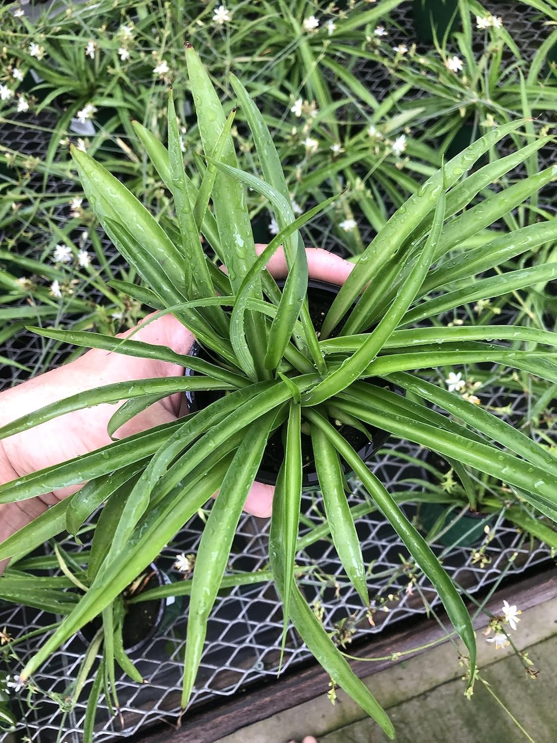 Solid Green Spider Plant Large Size - Low Maintenance, Air-Purifying, Thrives in Home & Office - Perfect for Plant Enthusiasts - Live Houseplant in Potting Soil (1)