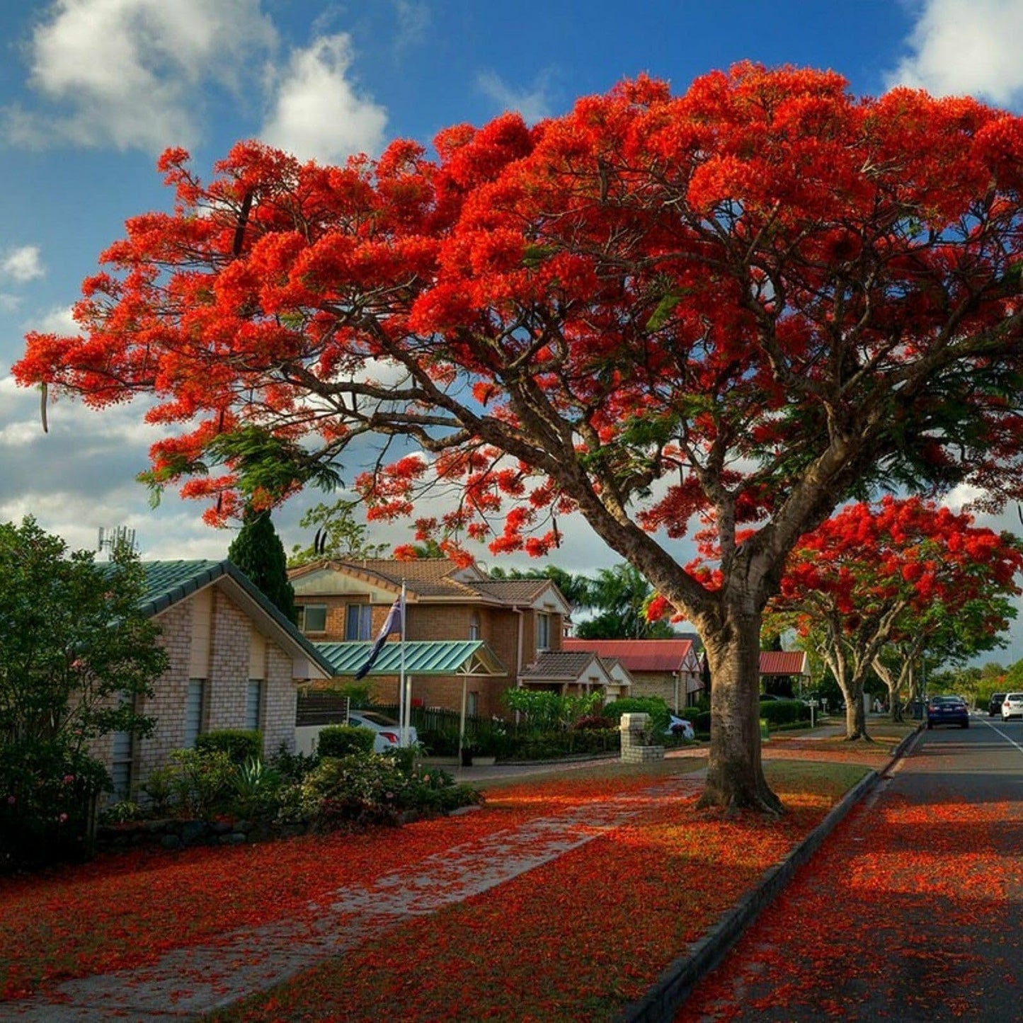 Live Plant - Royal Poinciana - Flamboyant/Flame Tree - 6-12" Tall Live Plant - Delonix regia