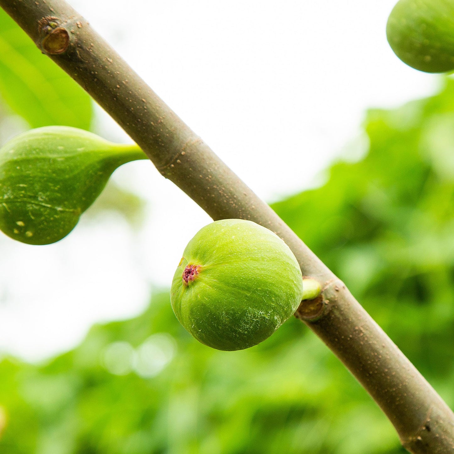 Perfect Plants Kadota Fig 3 Gallon | Live Fig Tree | Fresh Figs | Live Plant