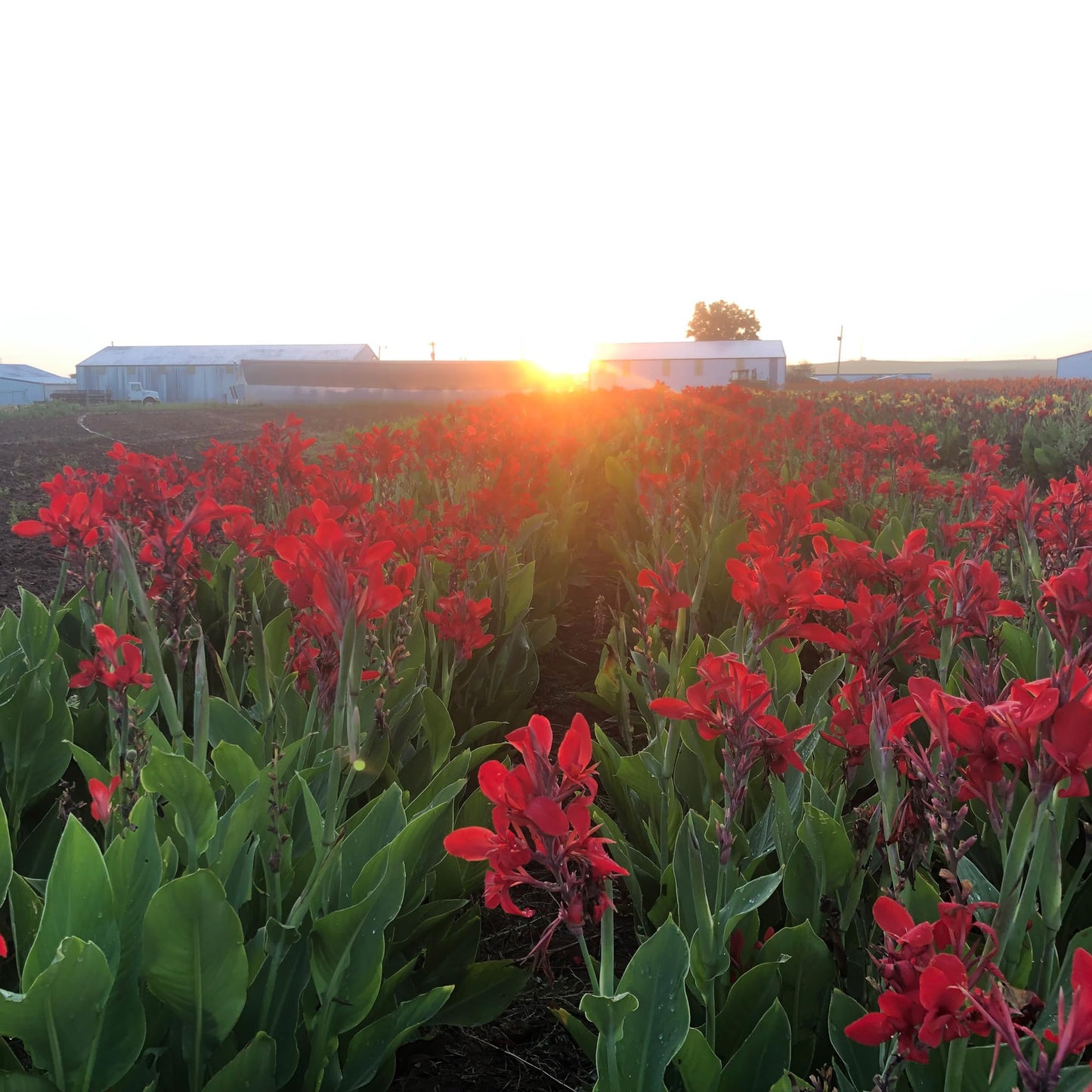 Kreta Canna Lily Flower Bulb – Vivid Red Island Series Blooms, Hummingbird Garden, Clean Green Foliage, Zones 3–9, 4–5 Ft Tall, Summer Rhizome, 1 Bulb