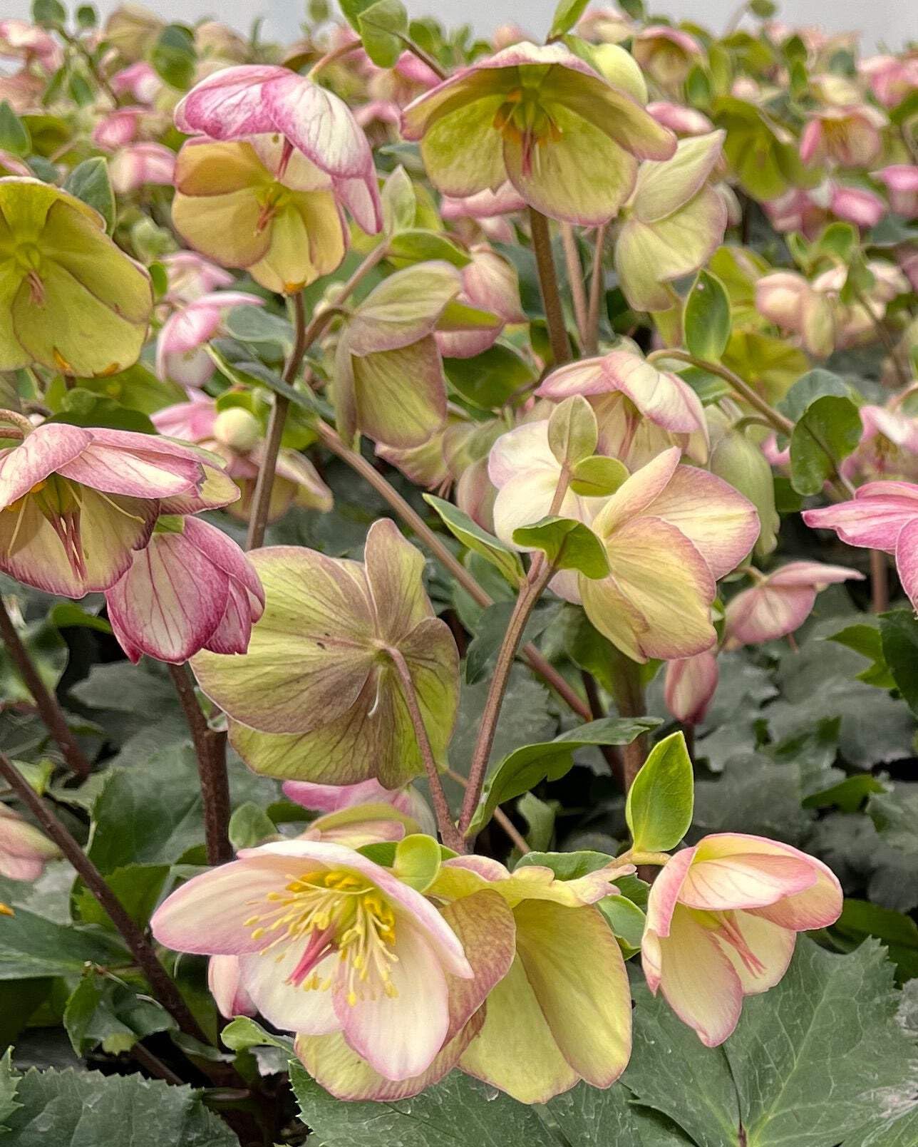 Perennial Farm Marketplace Helleborus HGC® Ice N' Roses® Picotee (Lenten Rose) Live Perennial, Size-#1 Container, Light Pink to White Winter Flowers with Dark Green Evergreen Foliage