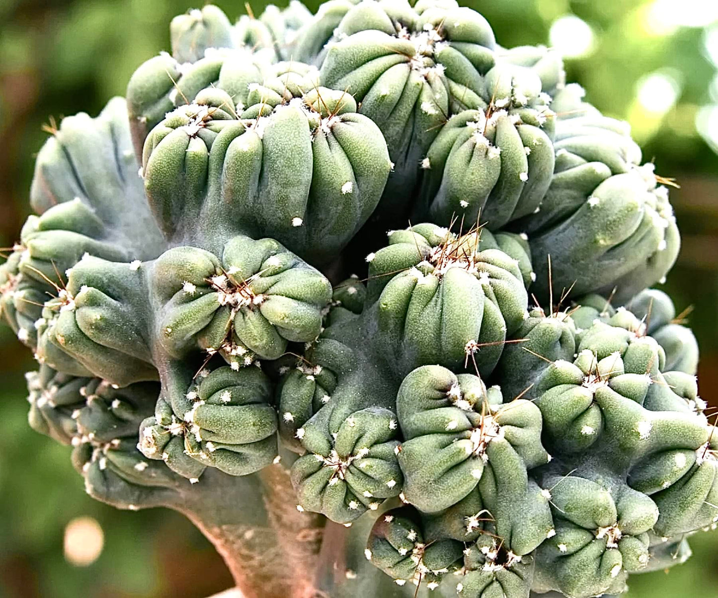 Large Live Cactus/Succulent Plant - Cereus Forbesii Monstrose 'Ming Thing' Cactus, Fully Rooted, Hardy and Drought Tolerant, Easy to Grow Indoor/Outdoor