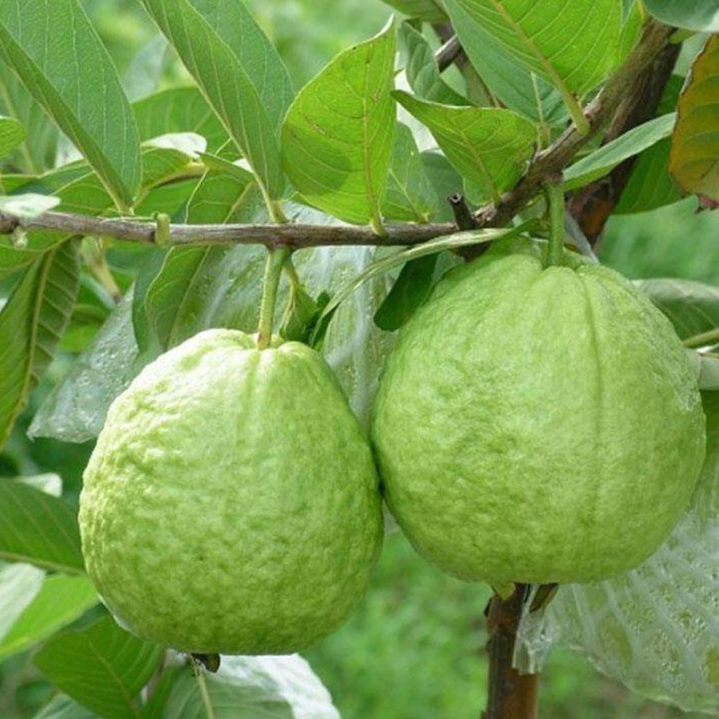 Mixrug Dwarf Guava Seeds for Planting Outdoor, 15pcs Guava Tree Fruits Seeds Non-GMO Heirloom Sweet Edible Fruit, Sweet Juicy Fruits Plants in Your Home Garden