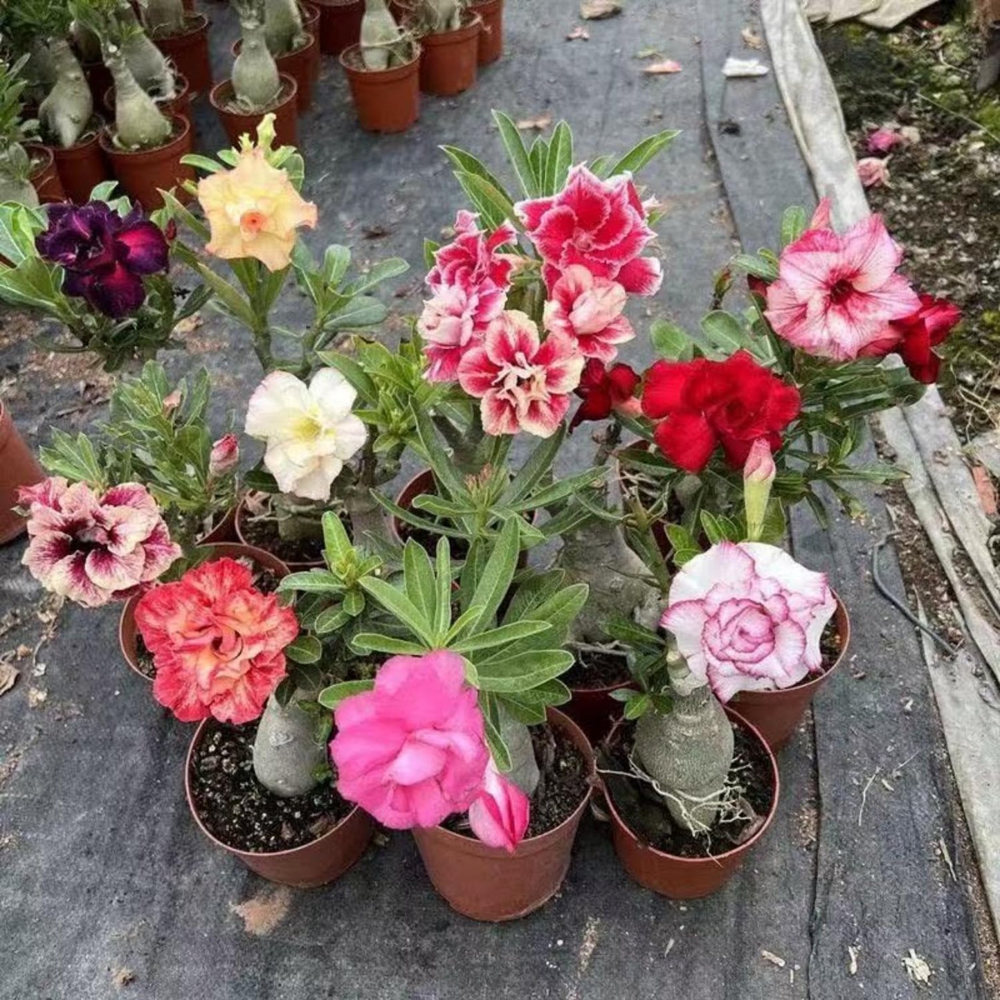Set 3 Live Desert Rose Plants, Assorted Flowering Succulent Houseplant, Indoor Outdoor Growing 4-7'' Tall