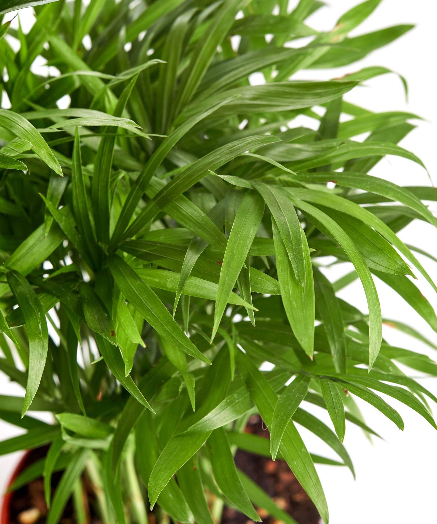 Shop Succulents 3-SILL-PURIFY-4 Windowsill Collection, 4" Grower Pot, Bella Palm/Peace Lily/Snake Plant