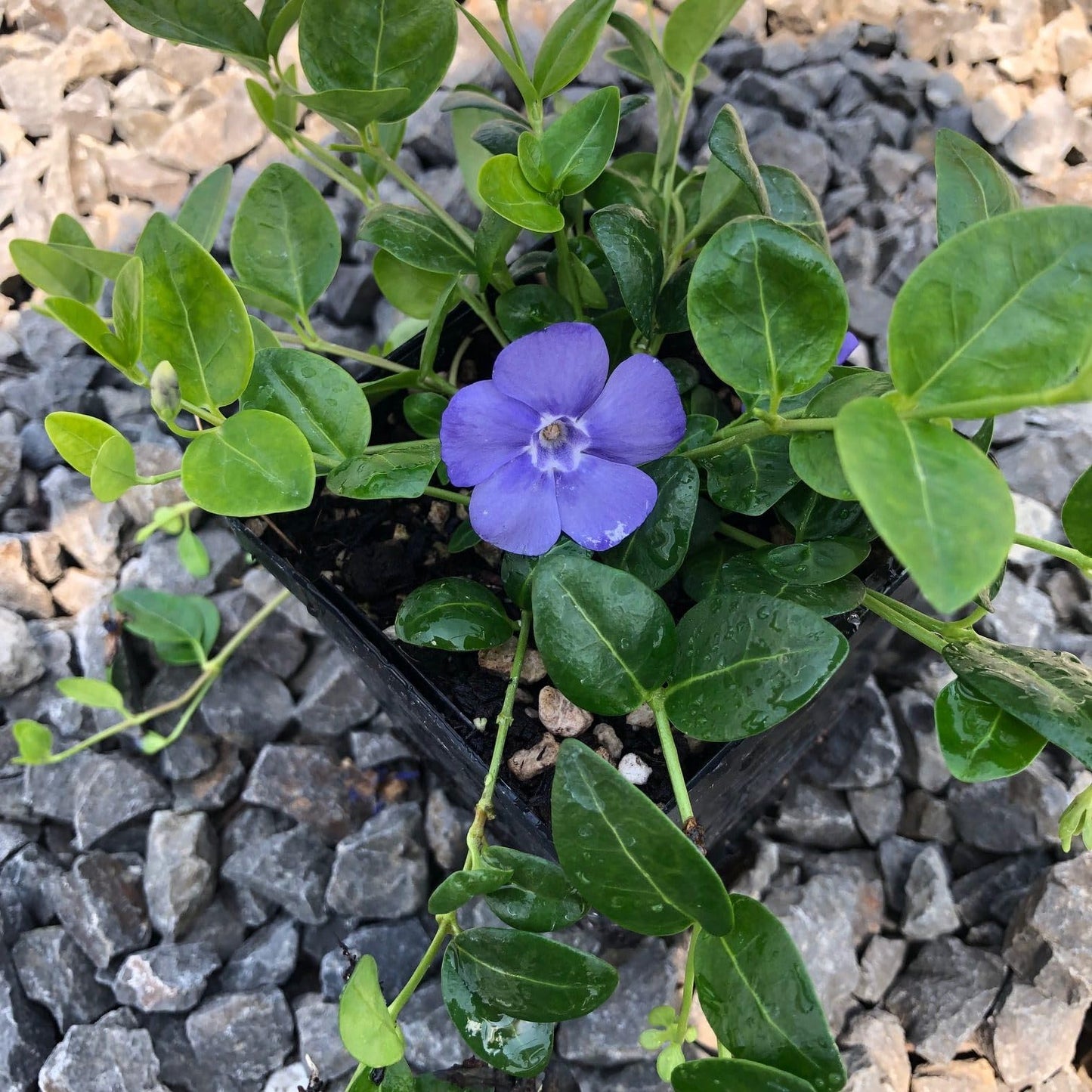Vinca Minor Bowles Periwinkle,vinca Vine, Live Ground Cover Plants, Blue Flowering Shade Plant, 3-Pack