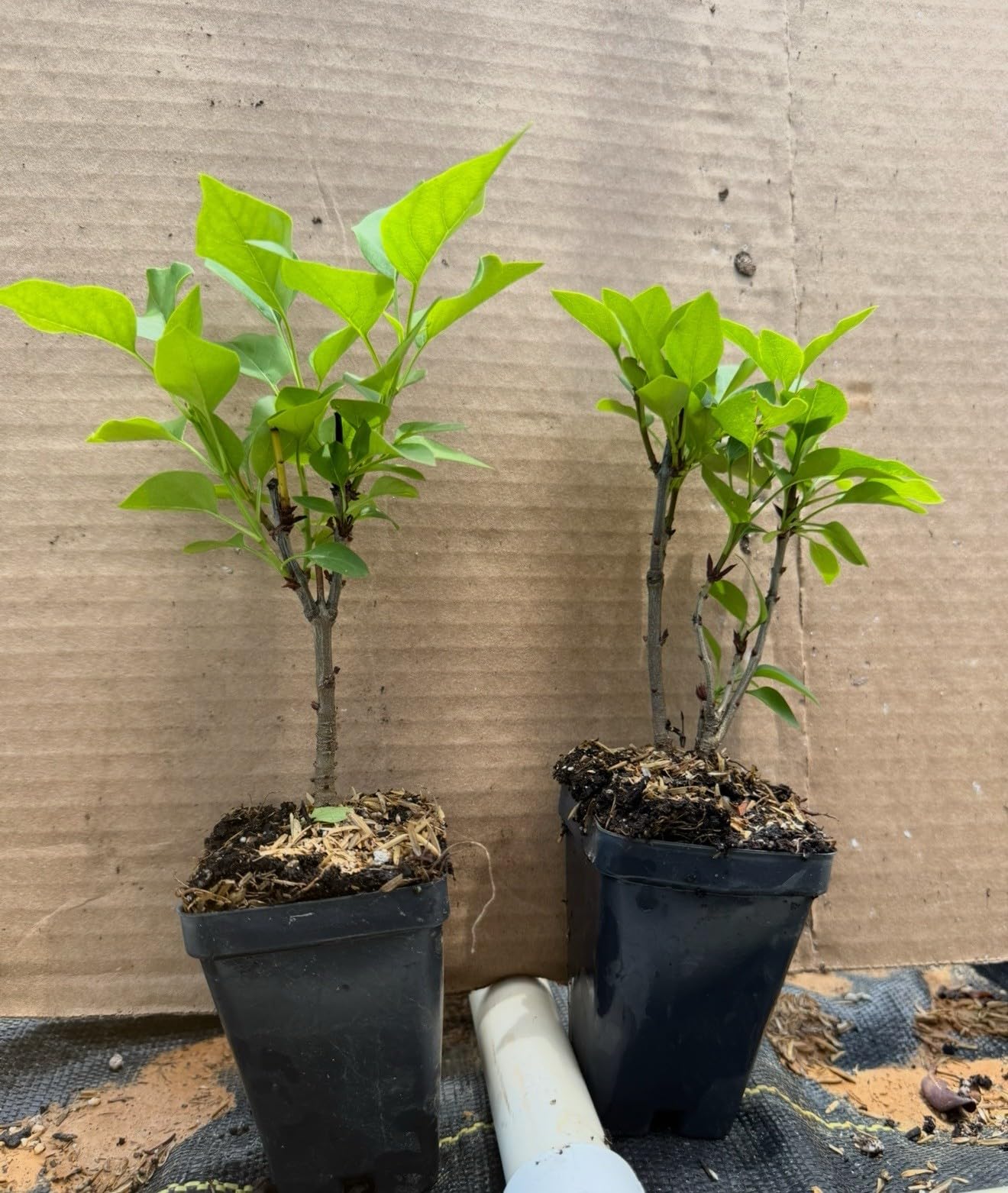 Live Plant - Belle de Nancy LilacSyringa VulgarisSmall Well Rooted Starter Plant4-8” Tall