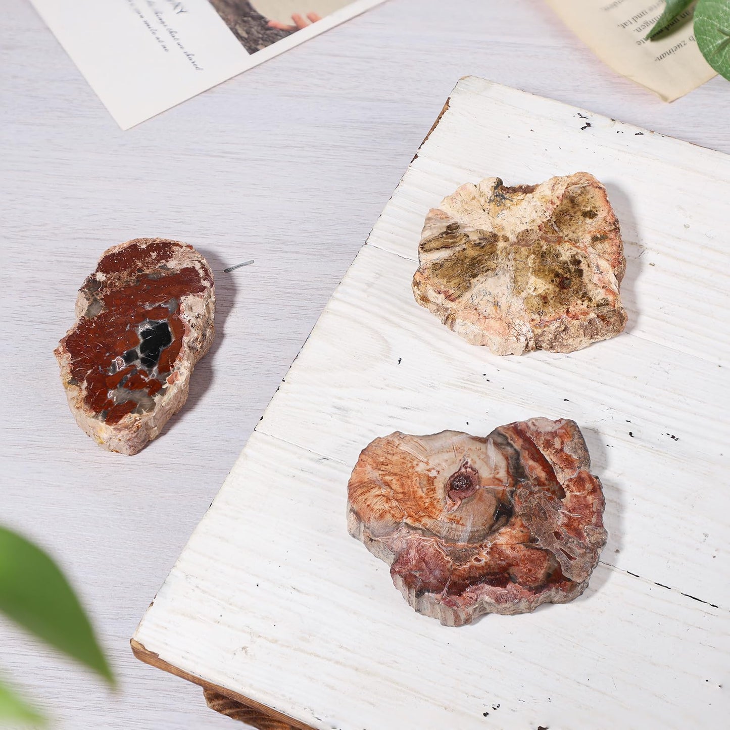 TUMBEELLUWA 5 Pcs Natural Petrified Wood Slabs Fossil Stone Slab for Boho Home Decor, Small Stone Coasters for Coffee Table Desk