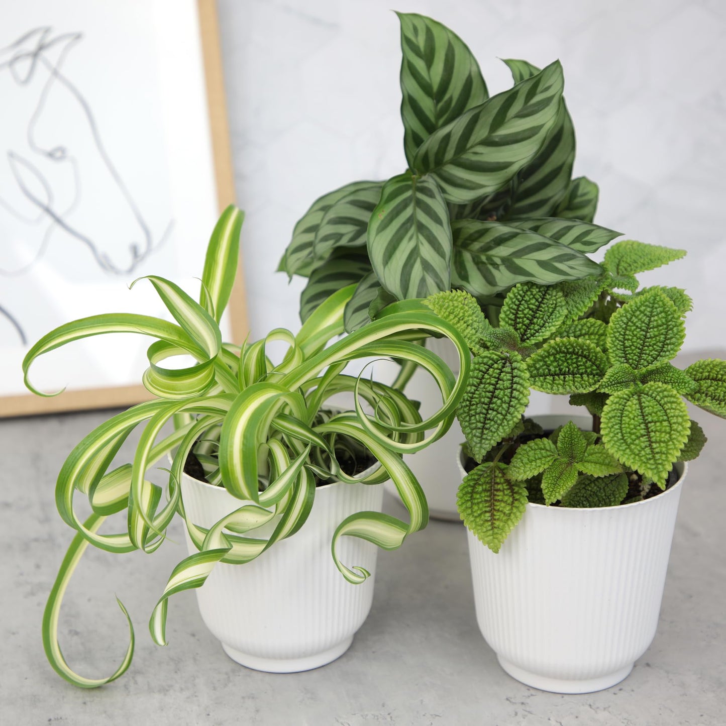 Pet Friendly House Plant Decor 3-Pack, Dog & Cat Safe Plants in 4" White Pots for Home & Office, Grower's Choice Live Houseplants, Approx. 9" Tall, Peperomia, Calathea & More by Plants for Pets