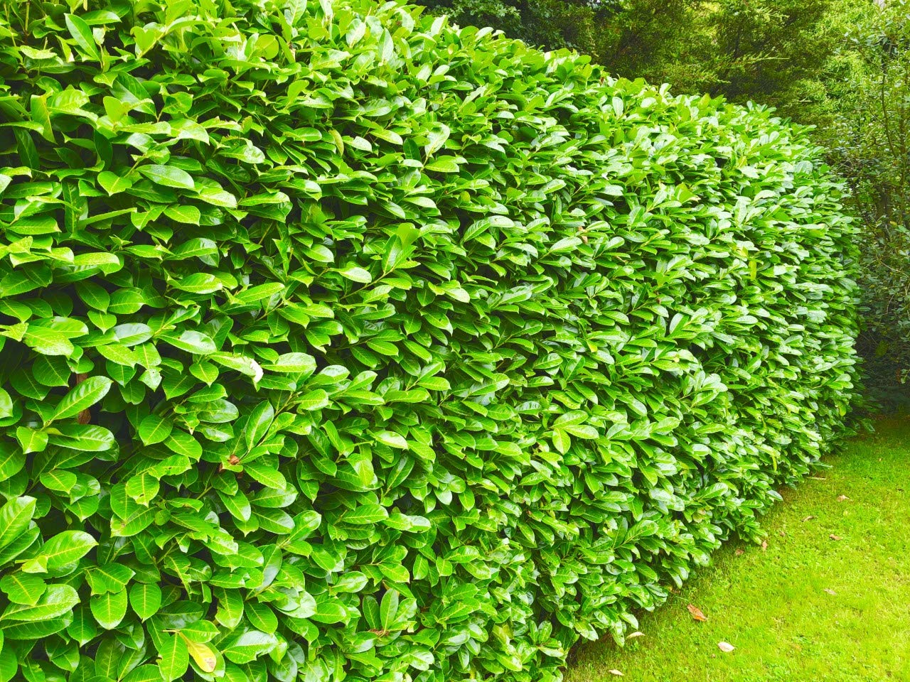 10 Cherry Laurel Evergreen Hedging 40-60cm Potted Not Bareroot by Sunnyside Nurseries